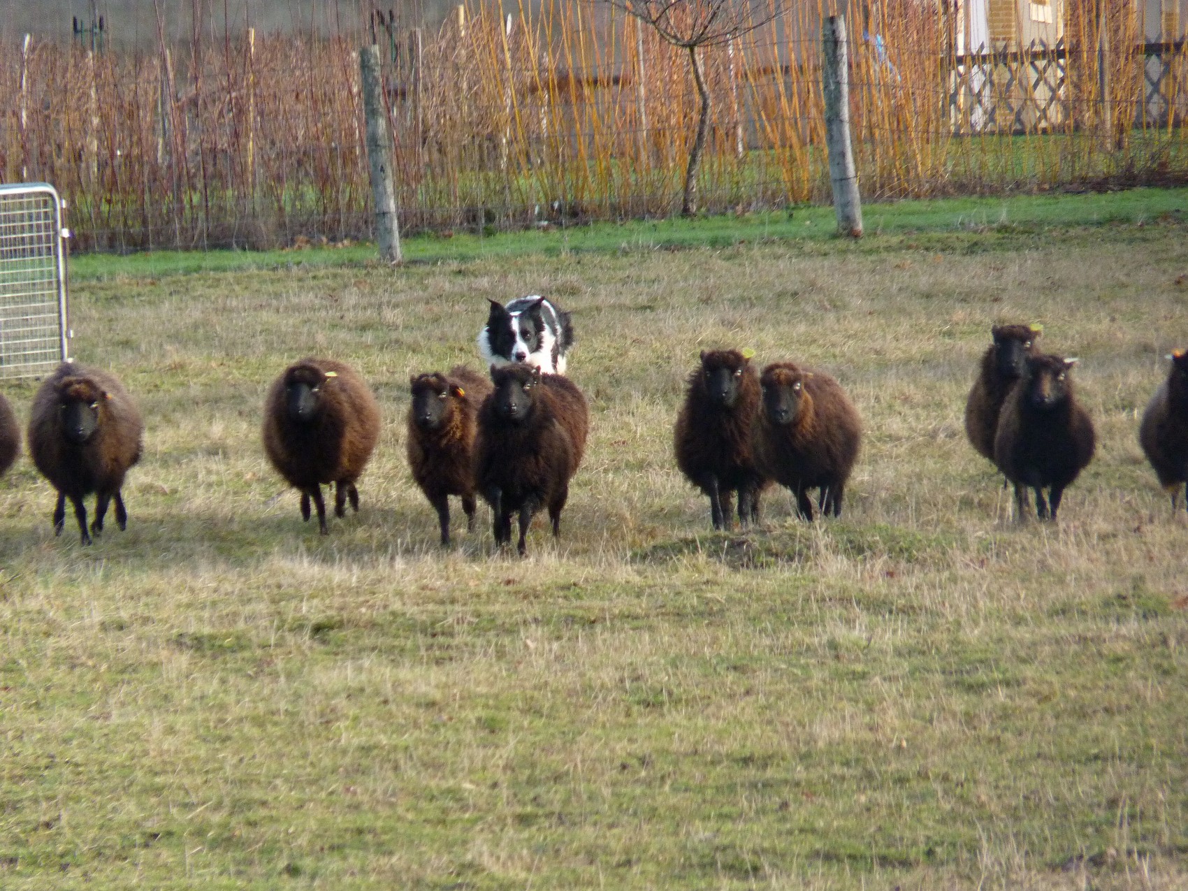 Le guide du chien de troupeau, L'étape cruciale de la mise au troupeau  ovin du jeune chien