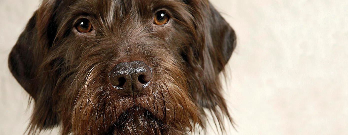 Pudelpointer | Société Centrale Canine