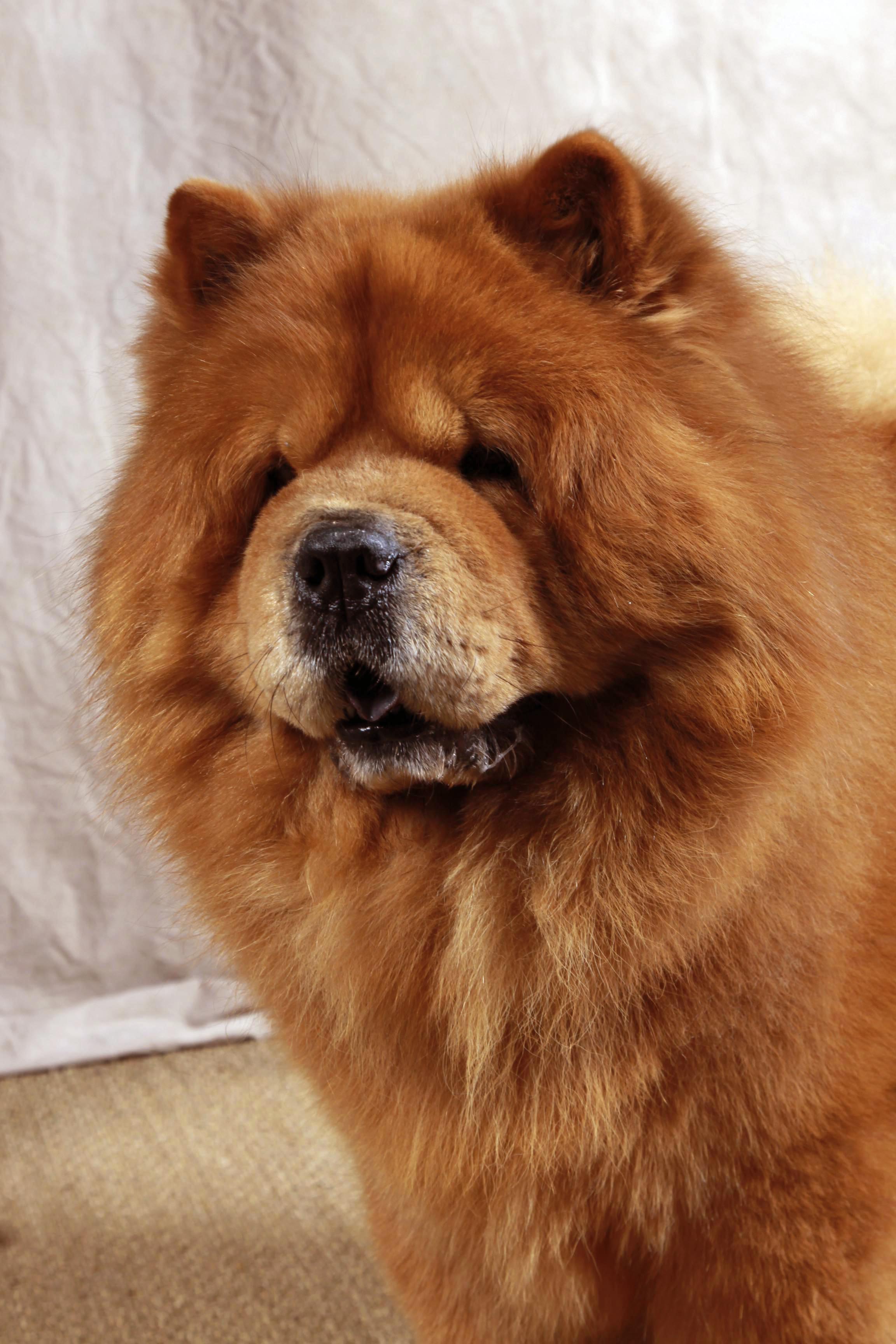 Gestation De La Chienne Et Age Avance Societe Centrale Canine