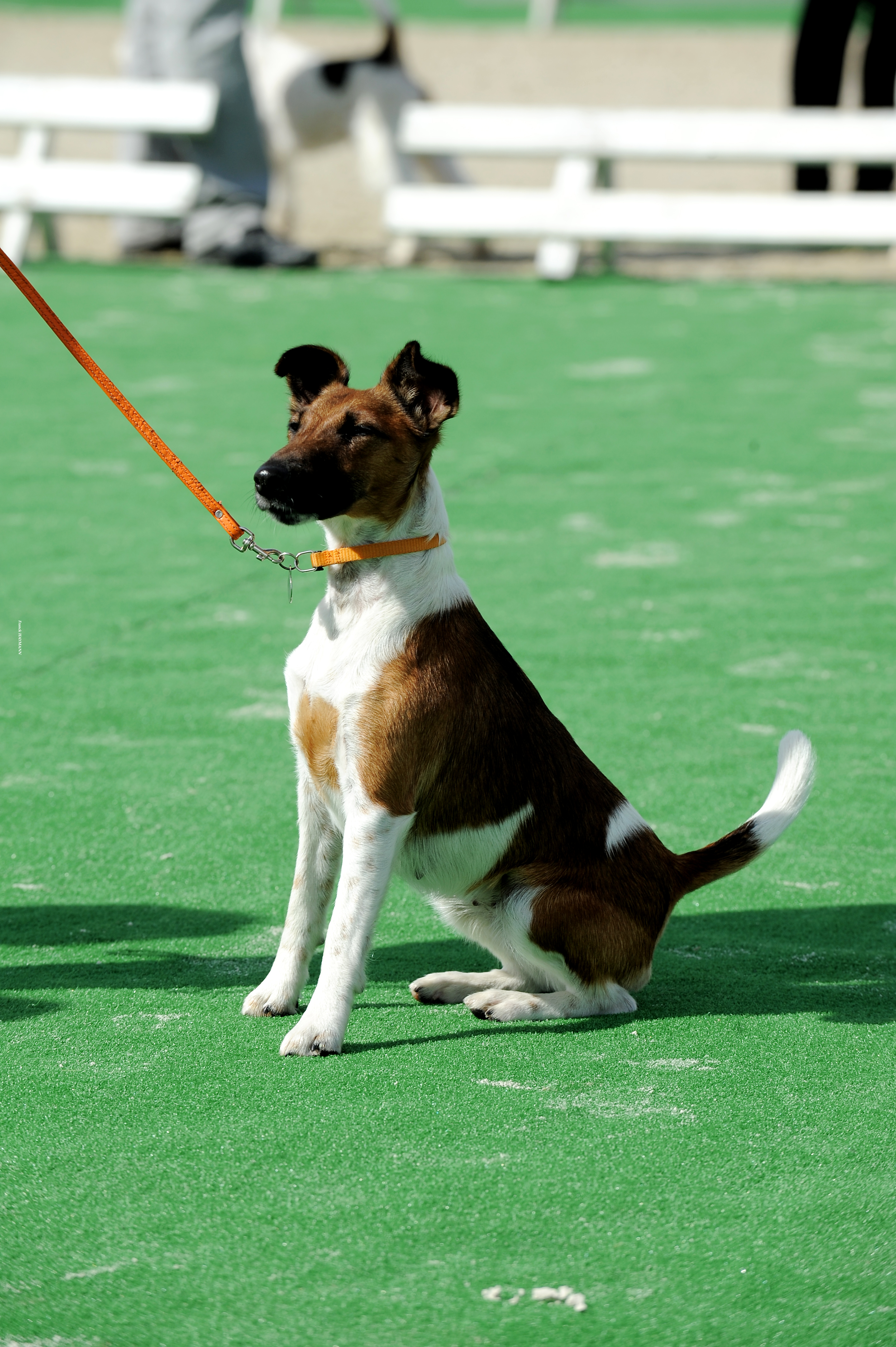 Le chien phobique  Société Centrale Canine