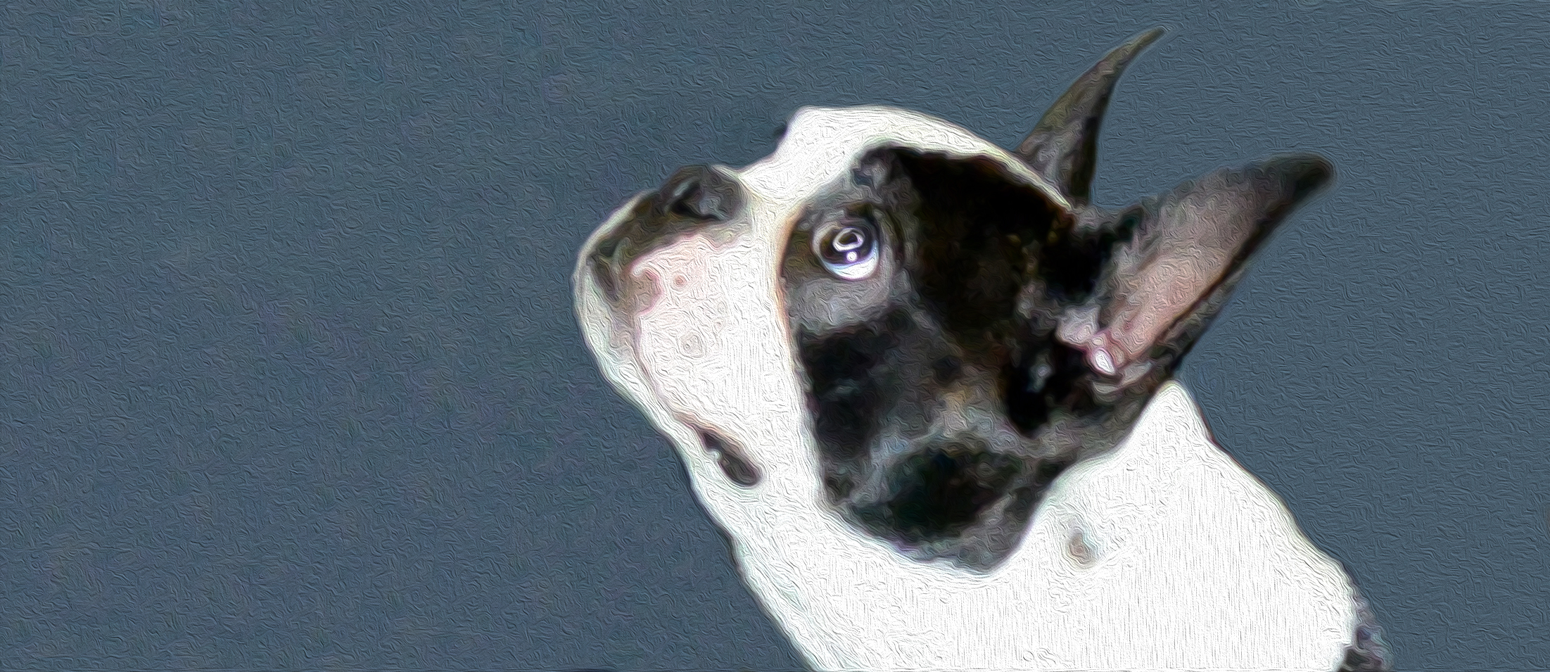 La Cataracte Societe Centrale Canine