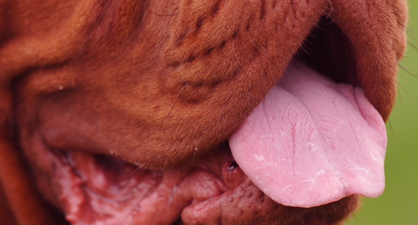 Une Etude Sur Les Cancers De La Langue Societe Centrale Canine