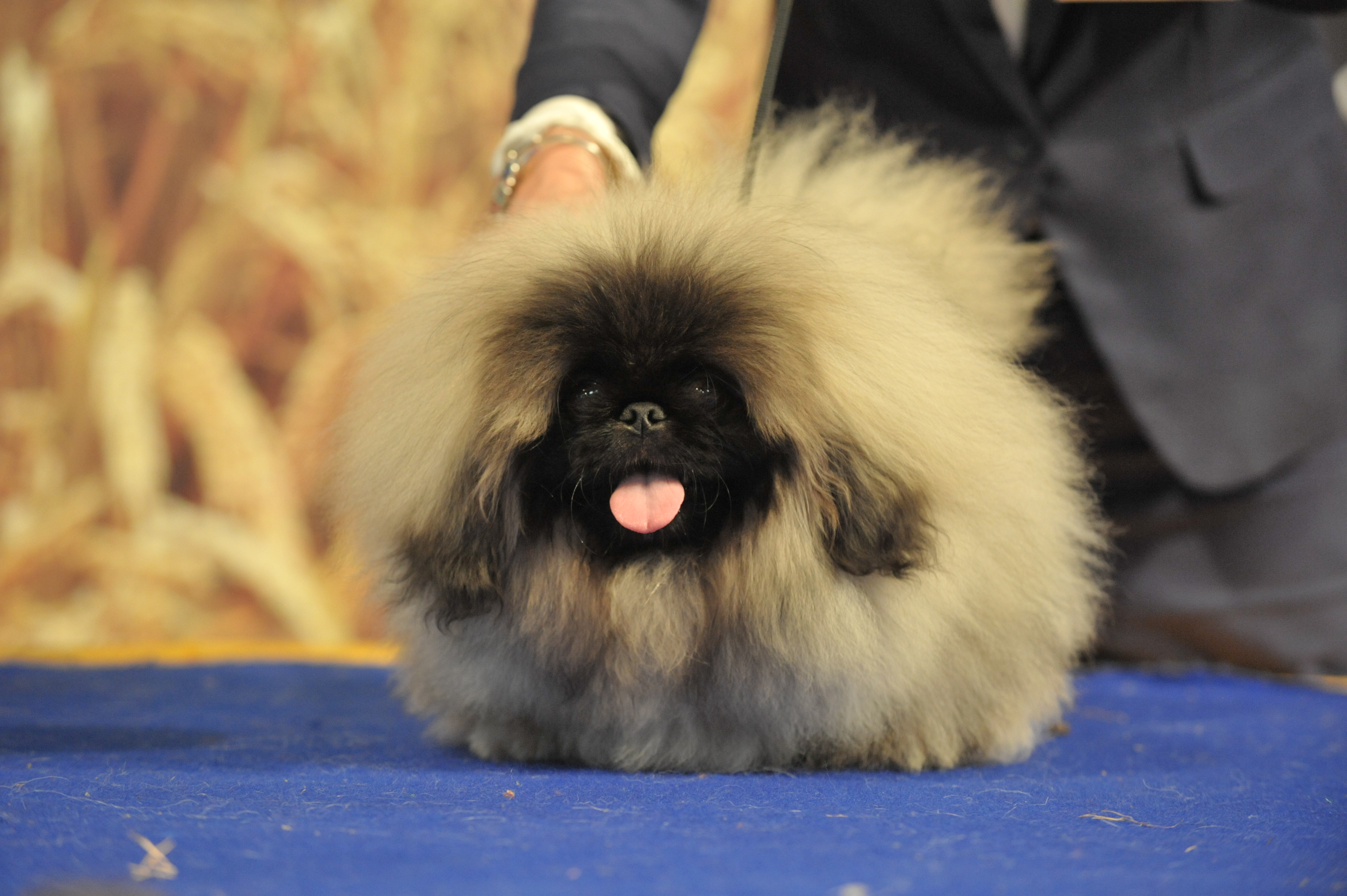 Epagneul Pekinois Societe Centrale Canine