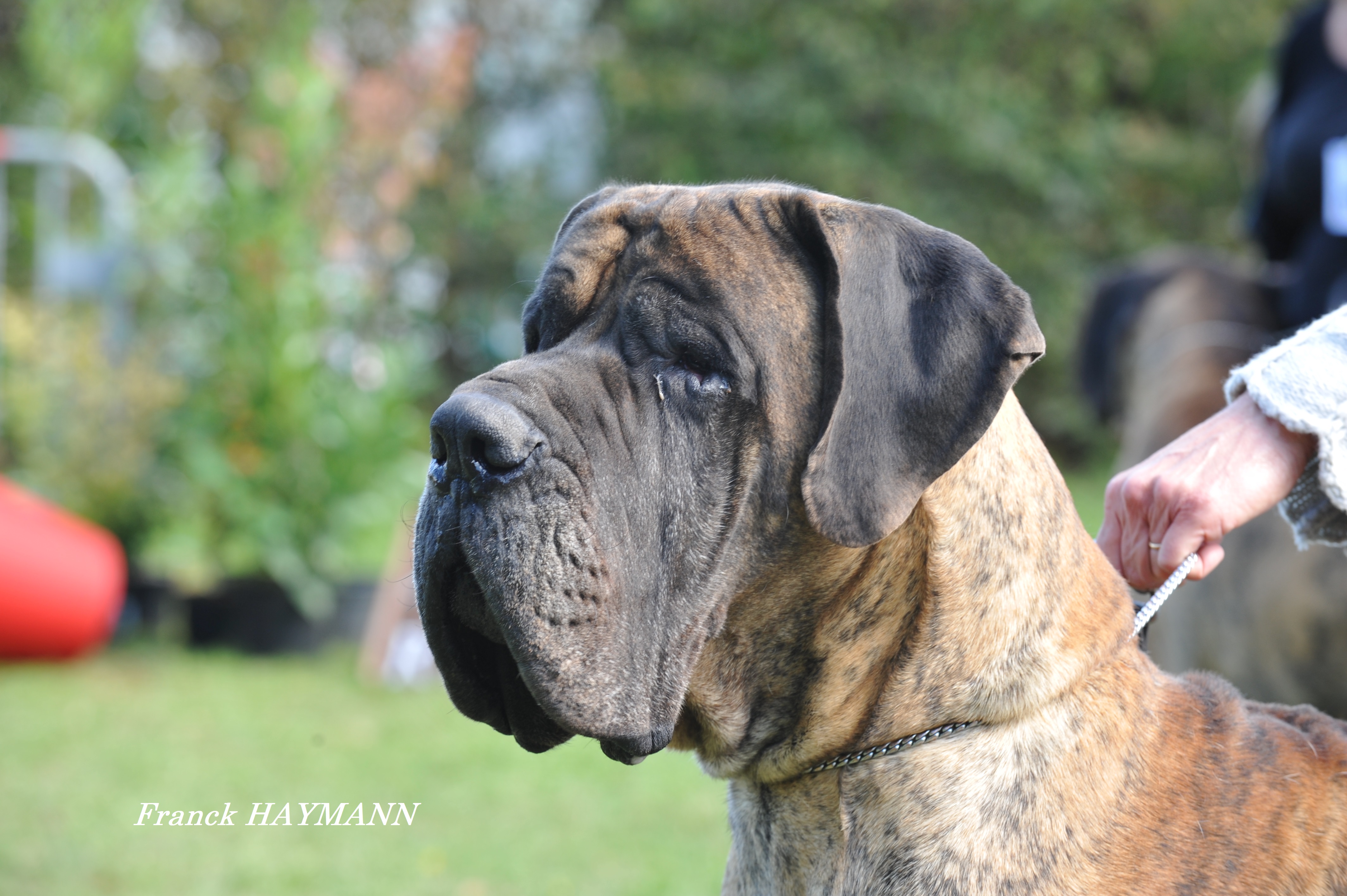 Bebe Arrive Bien Gerer Cet Evenement Societe Centrale Canine