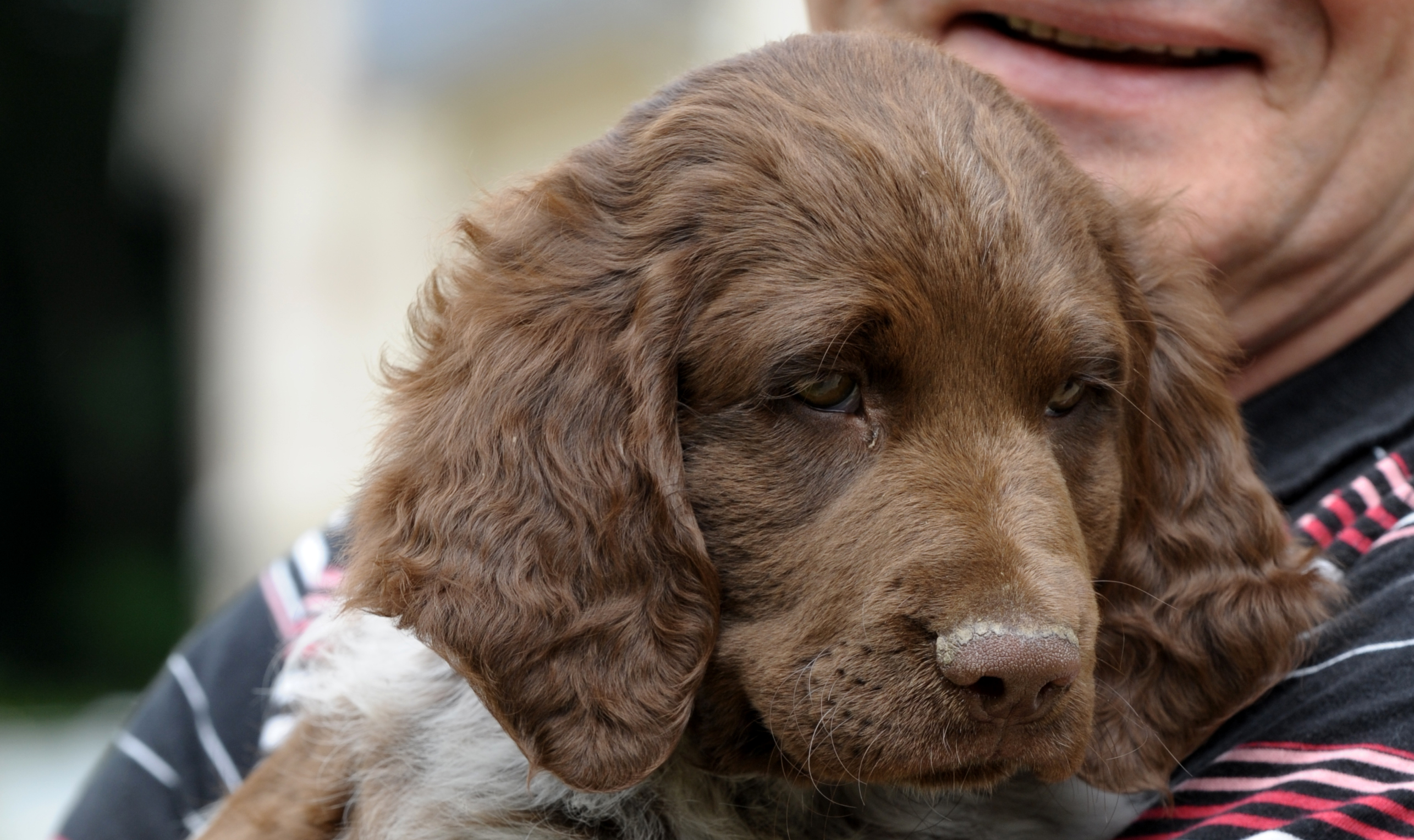 Mon Chien N Est Pas Propre Societe Centrale Canine