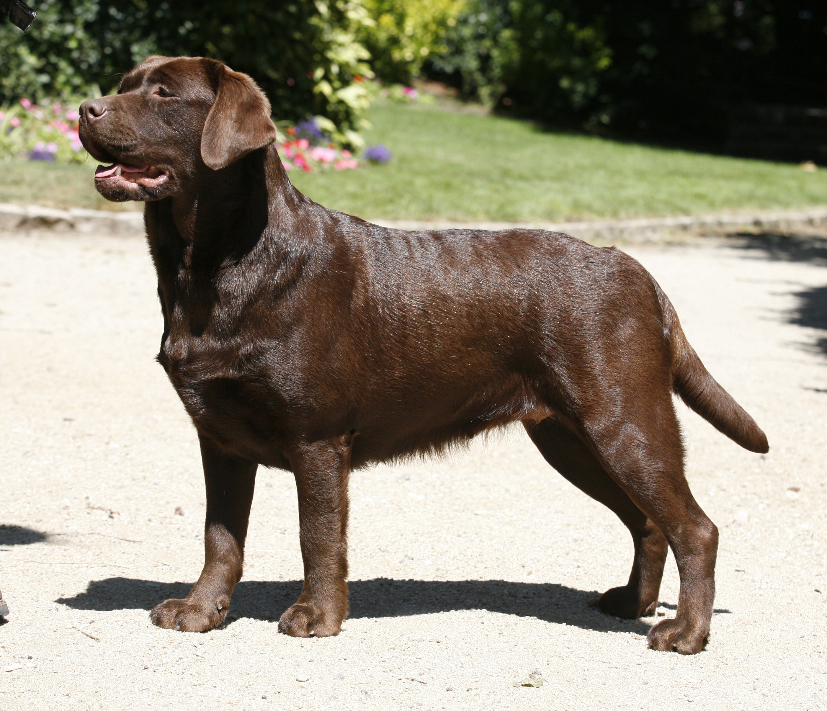 Pathologies Post Partum Apres Mise Bas Societe Centrale Canine