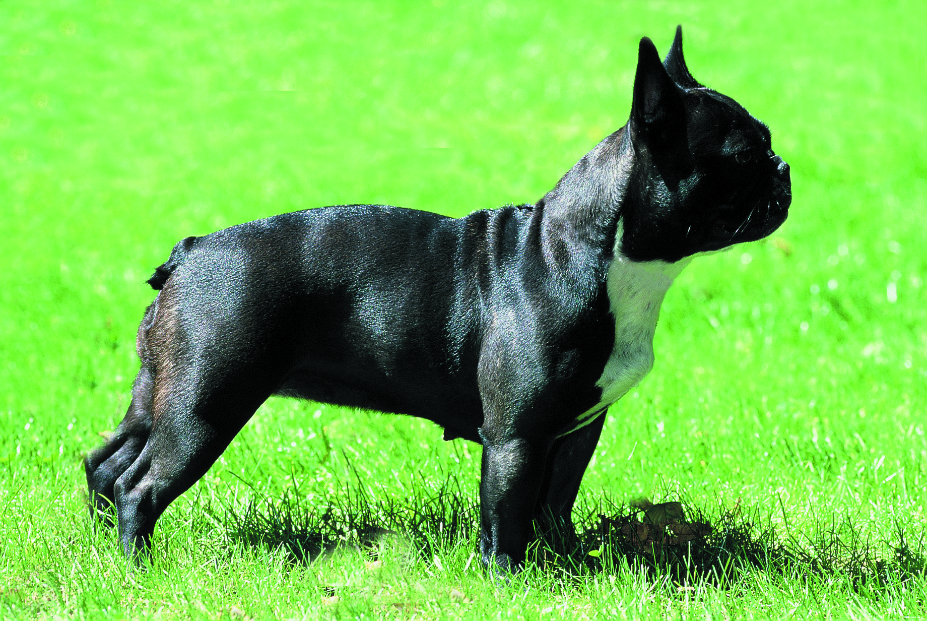 Les Anomalies Vertebrales Societe Centrale Canine