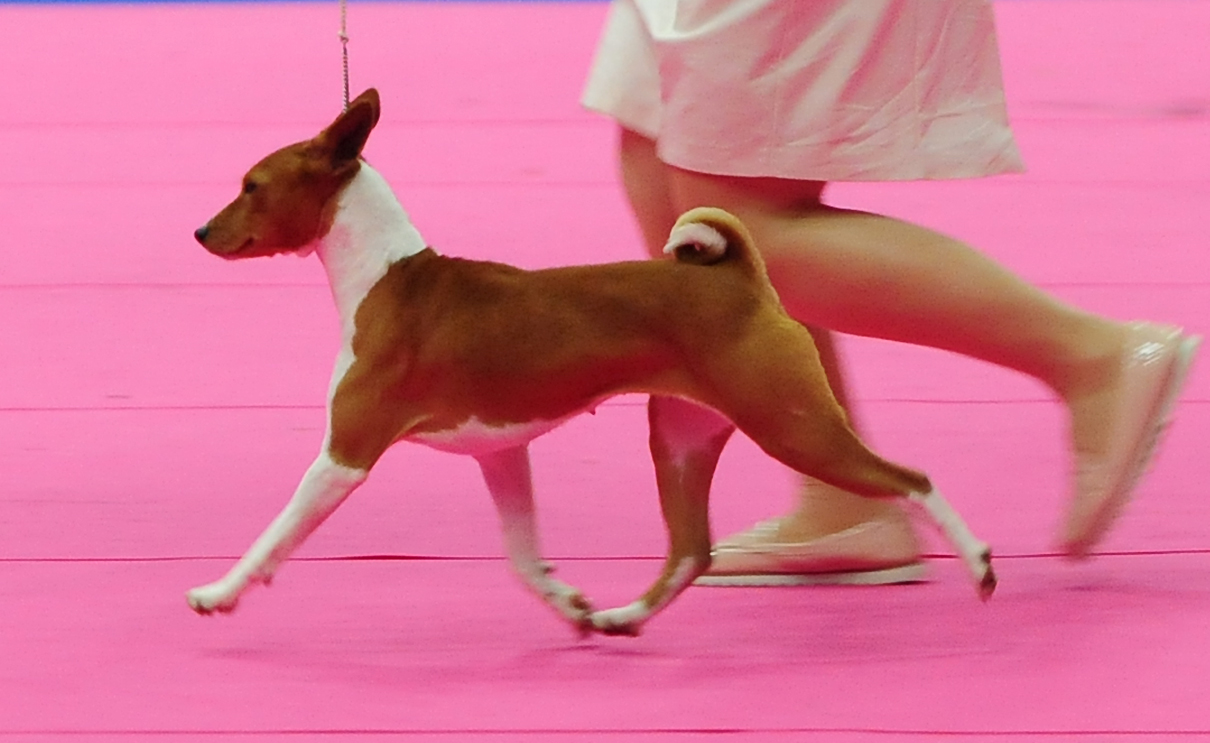 race chien basenji
