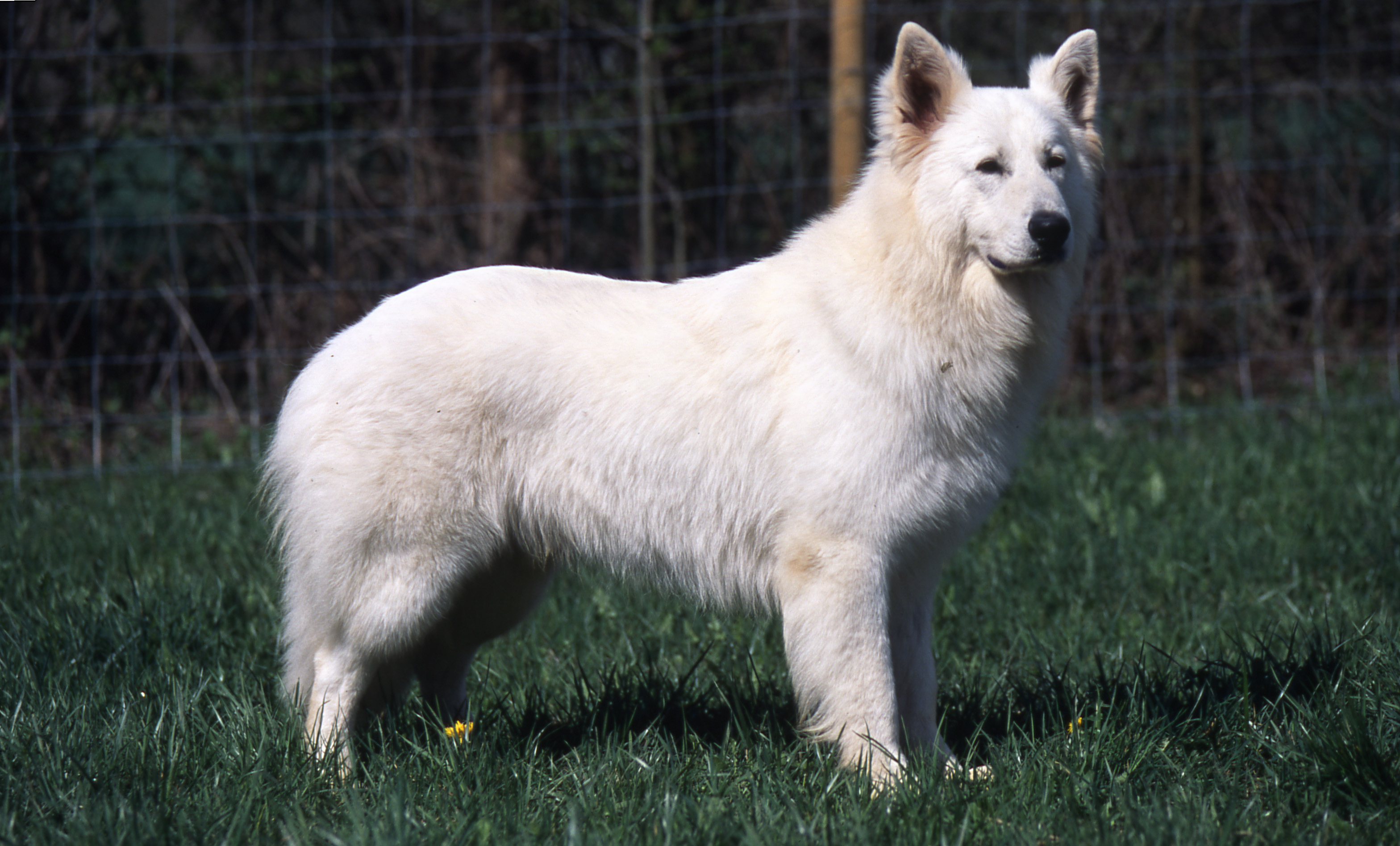 Caractère et comportement du Berger Blanc Suisse Société Centrale Canine