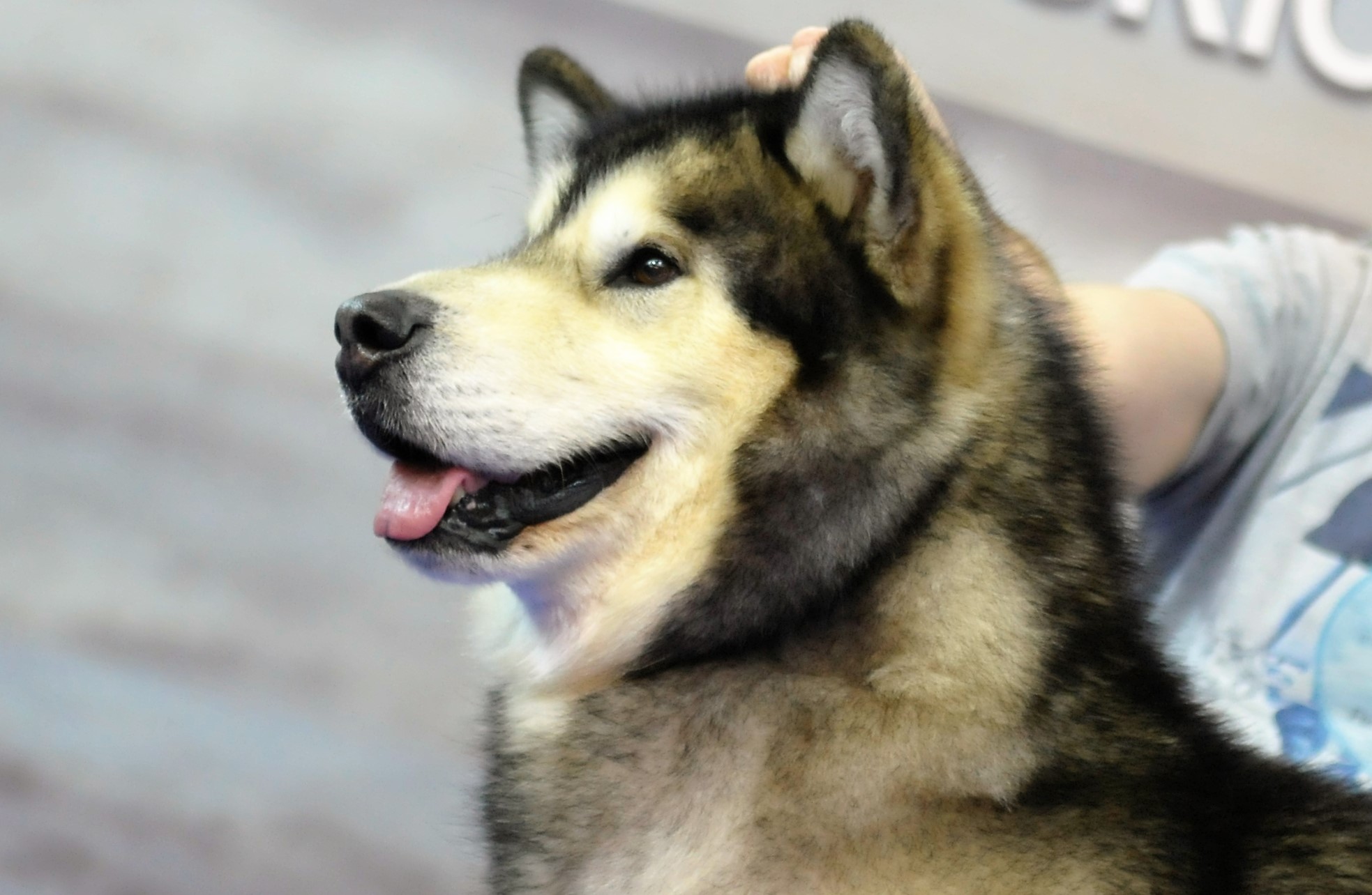Le Caractere Du Malamute Societe Centrale Canine
