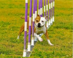 Agility