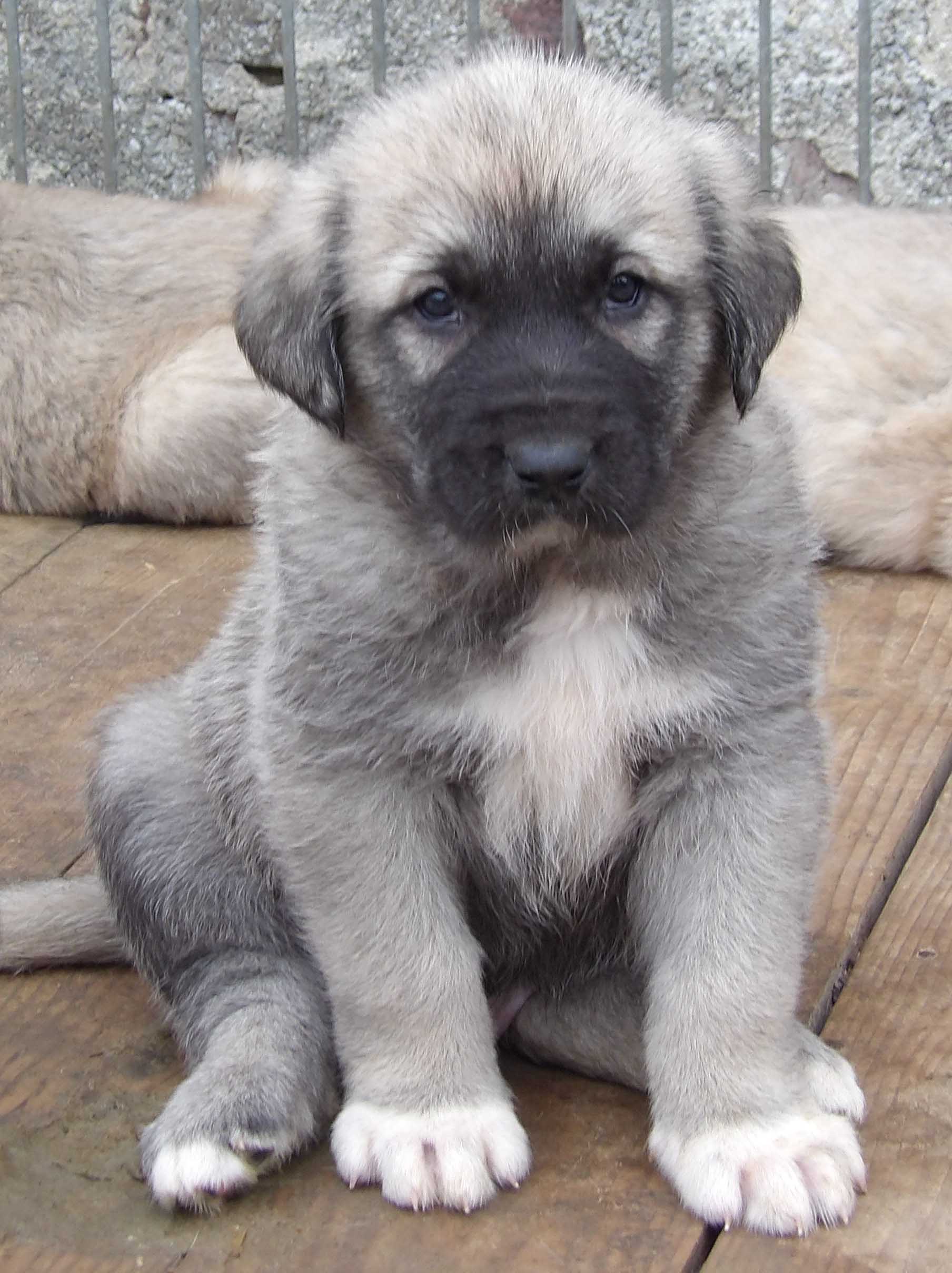 Un Chiot Lof Societe Centrale Canine