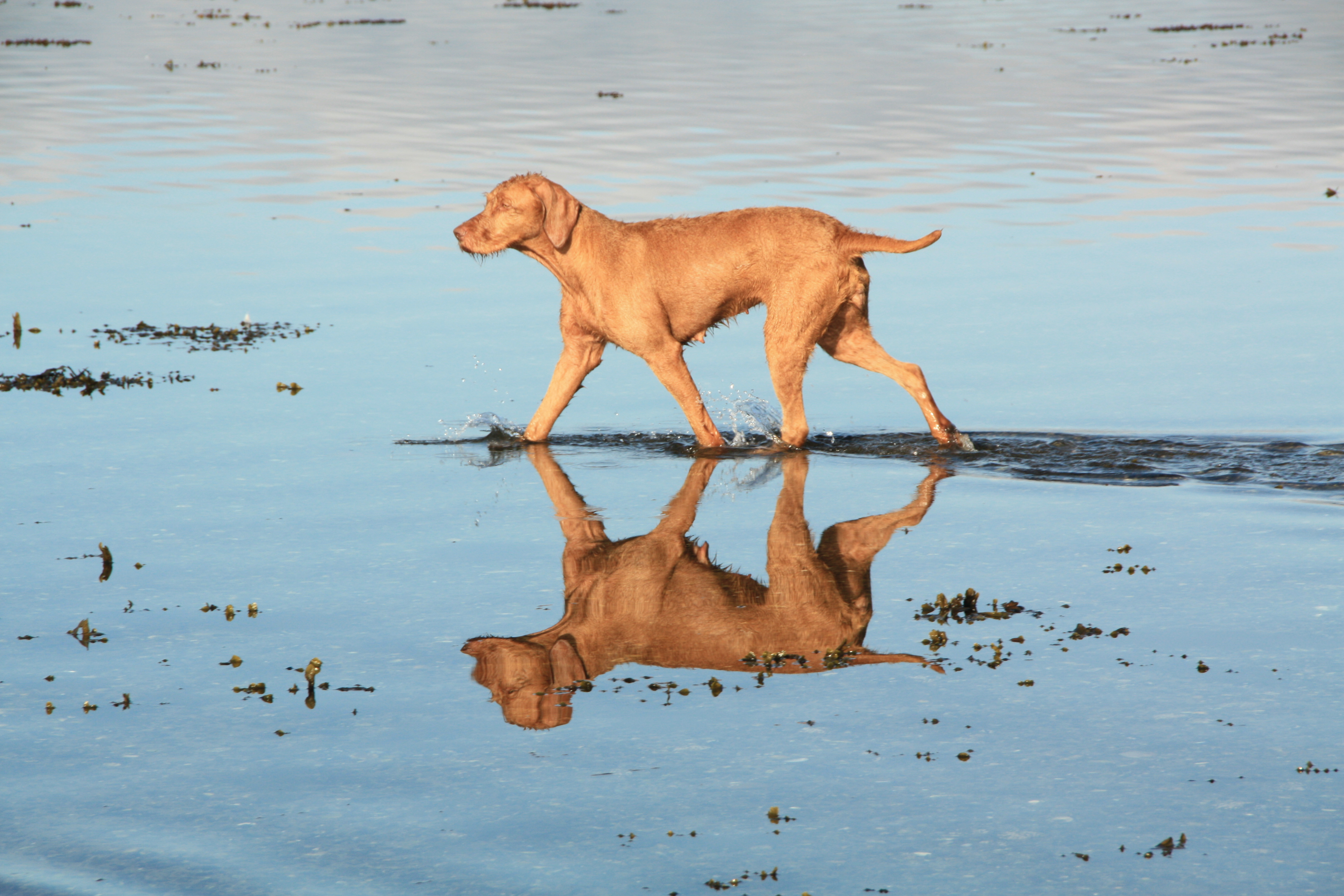 DU DOMAINE SAINT HUBERT  Société Centrale Canine