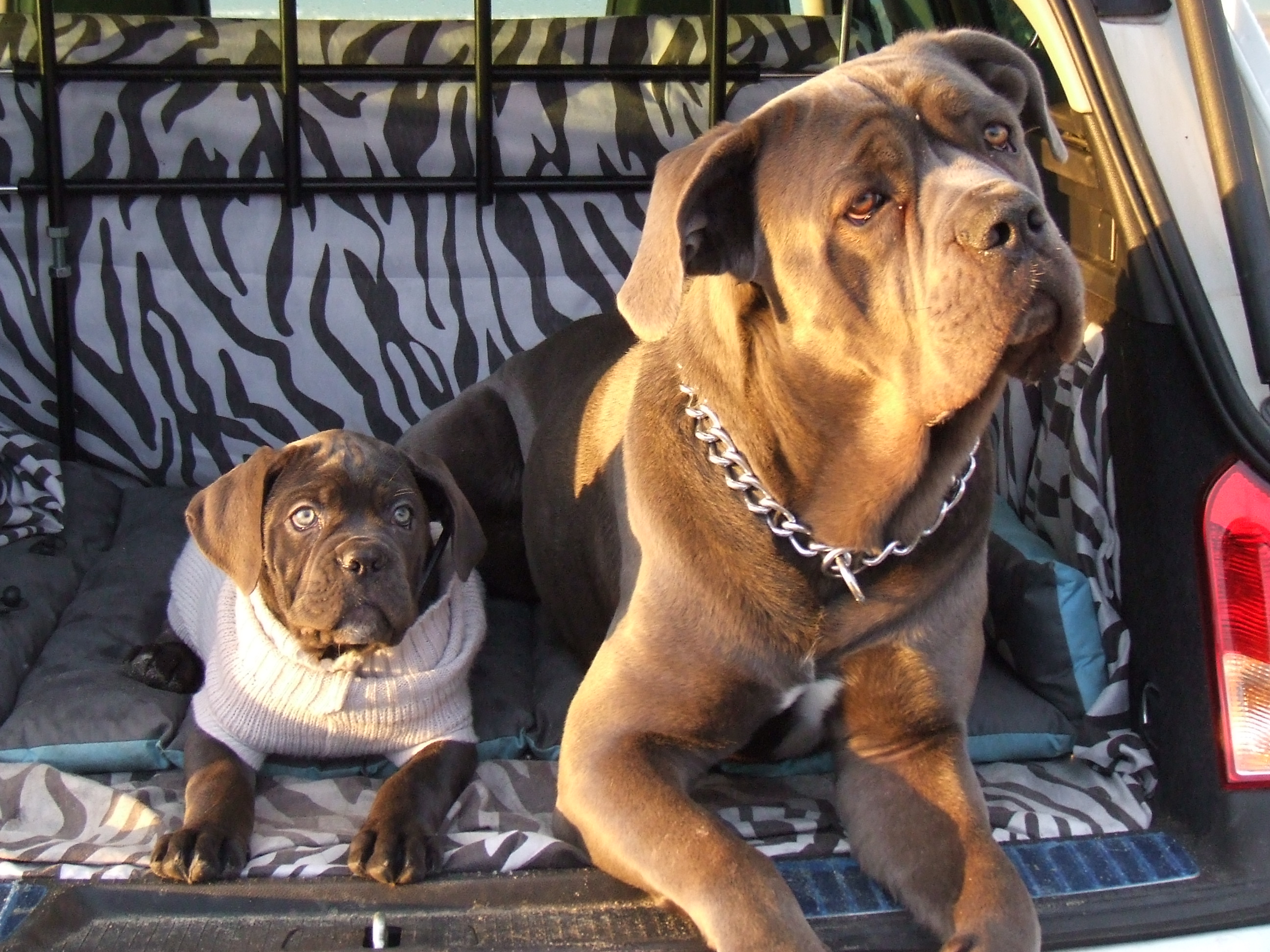 Les dix questions à se poser avant d'adopter un Cane Corso élevage