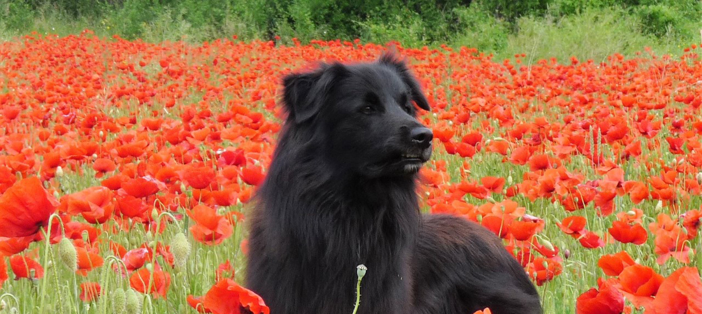 Berger Des Pyrenees A Face Rase Societe Centrale Canine