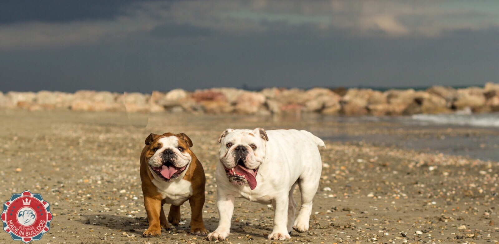 rencontre bouledogue toulouse