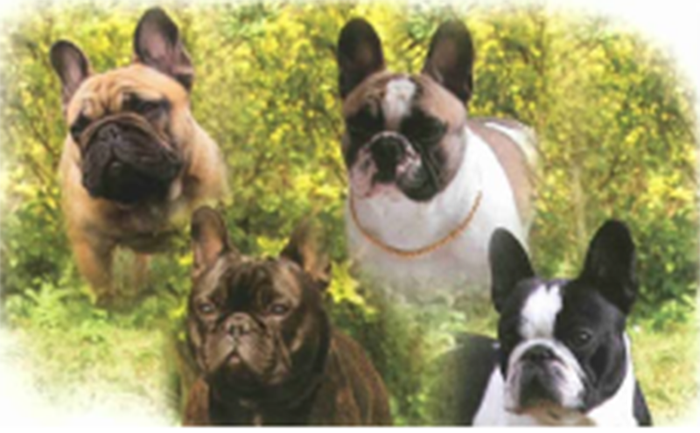 Le Standard Societe Centrale Canine