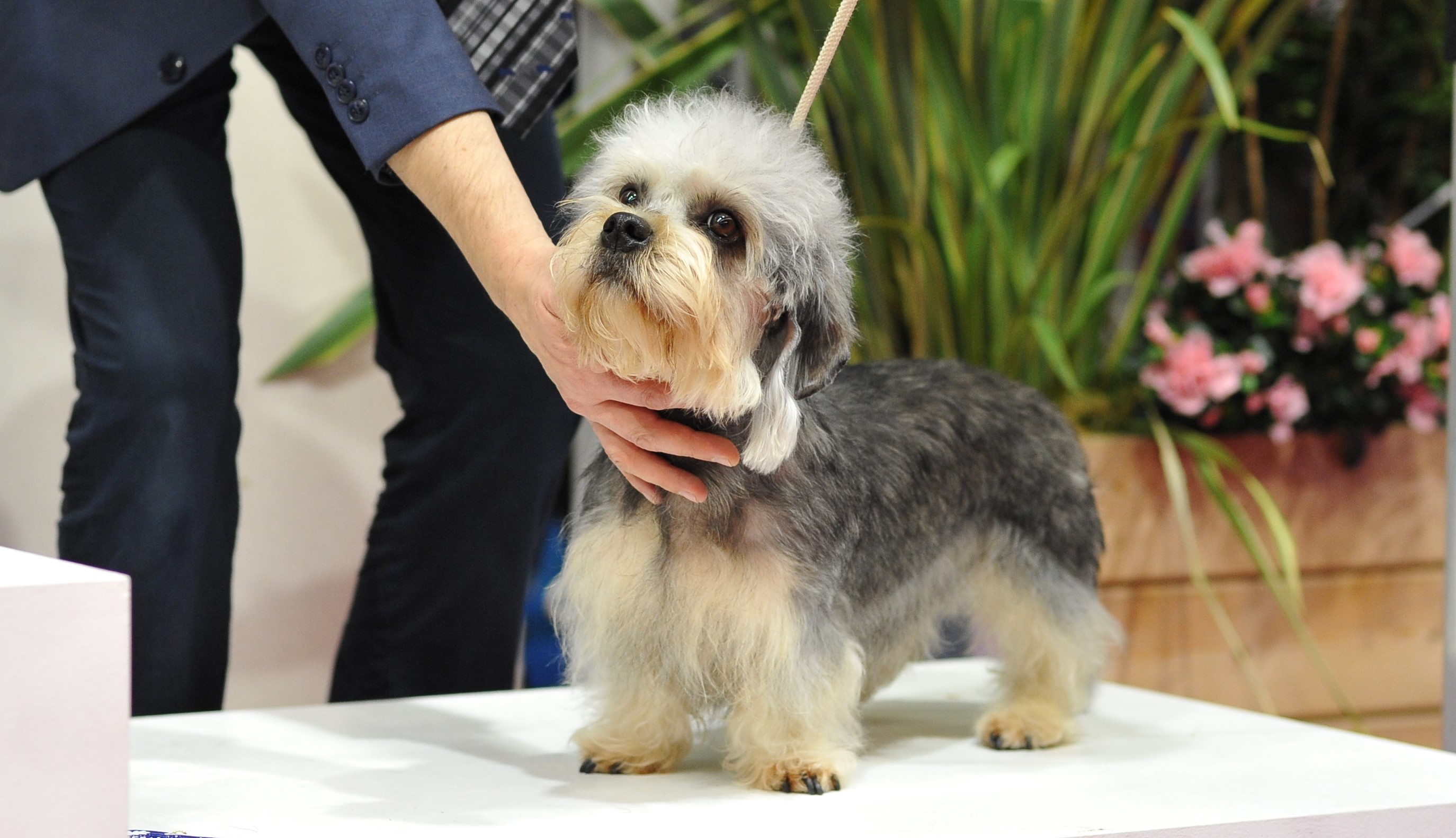 Dandie dinmont terrier Société Centrale Canine