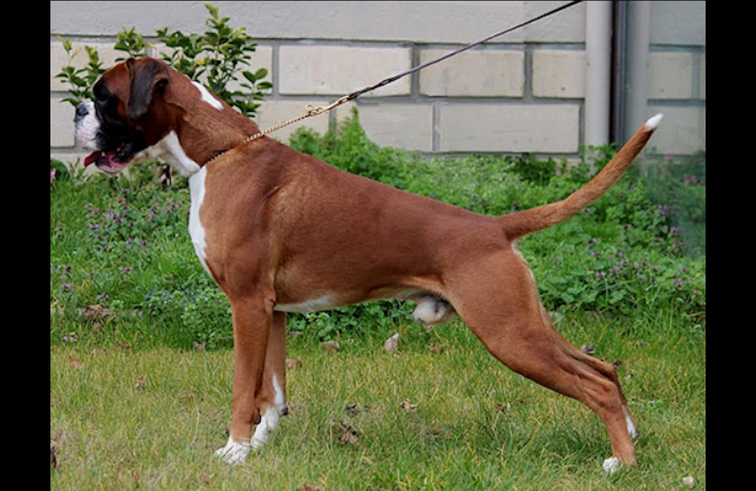 Standard du Boxer Société Centrale Canine
