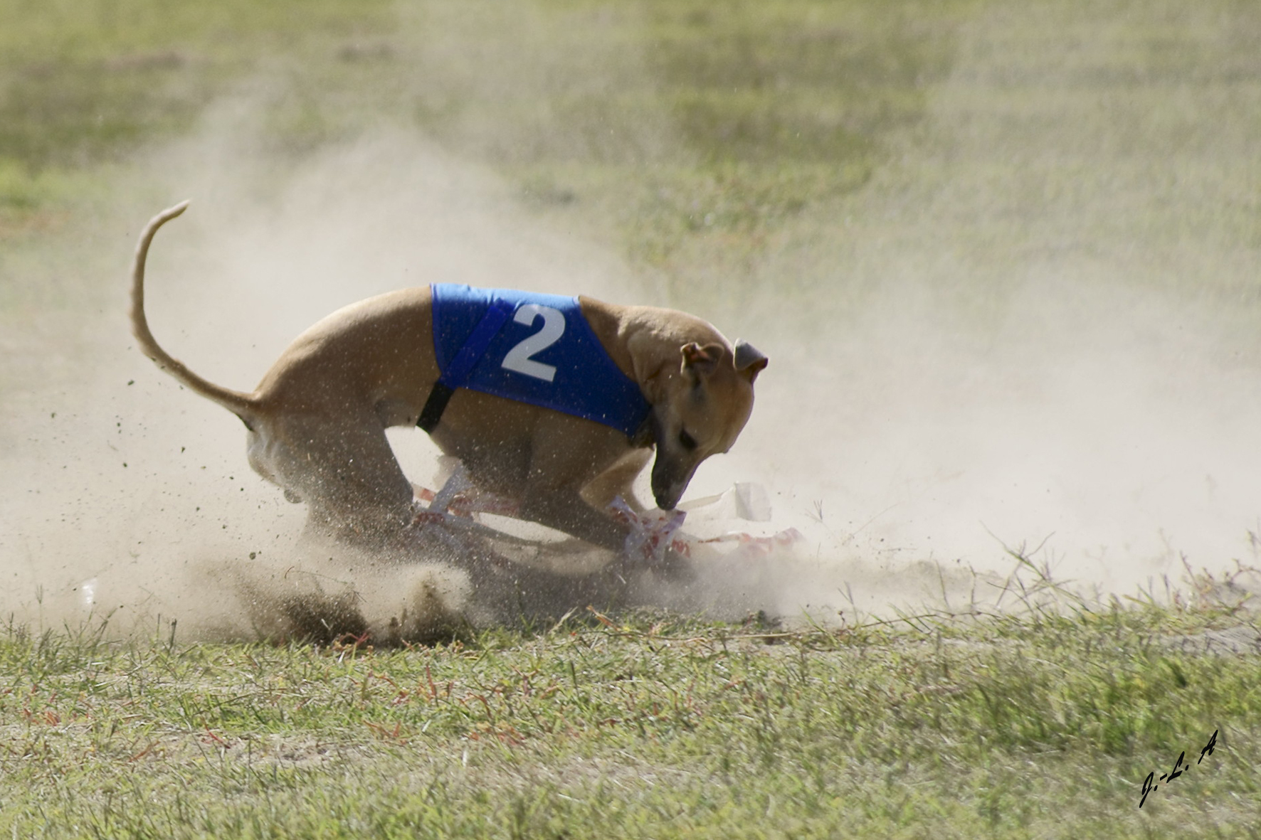Associations et Fédérations Société Centrale Canine