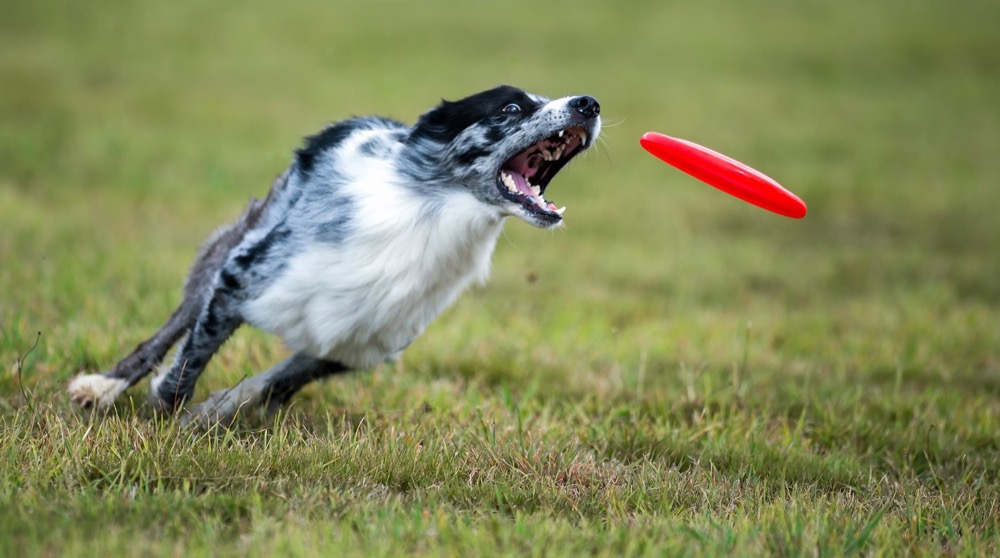 Un chien peut-il jouer au Frisbee sans danger ?