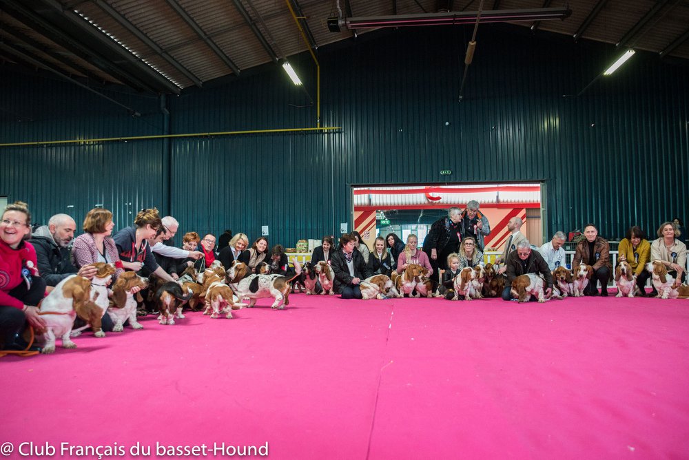 Pourquoi un Club de race ? Club du Basset Hound