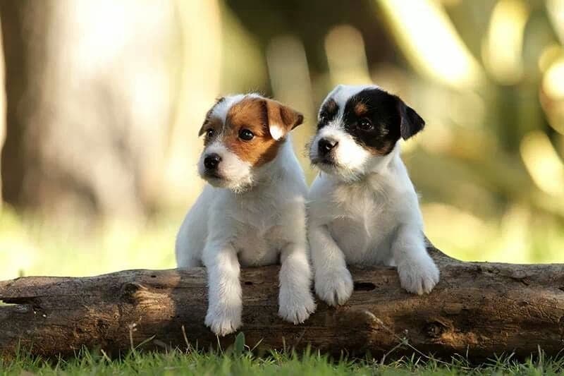 Portees Les Chiots Disponibles Societe Centrale Canine