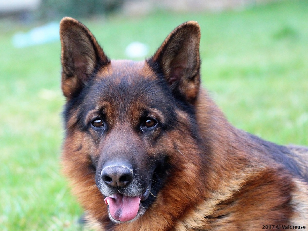 Elevage De La Plaine Des Epis D Or Hakan de la Plaine des Epis d'Or - Pedigree | Société Centrale Canine