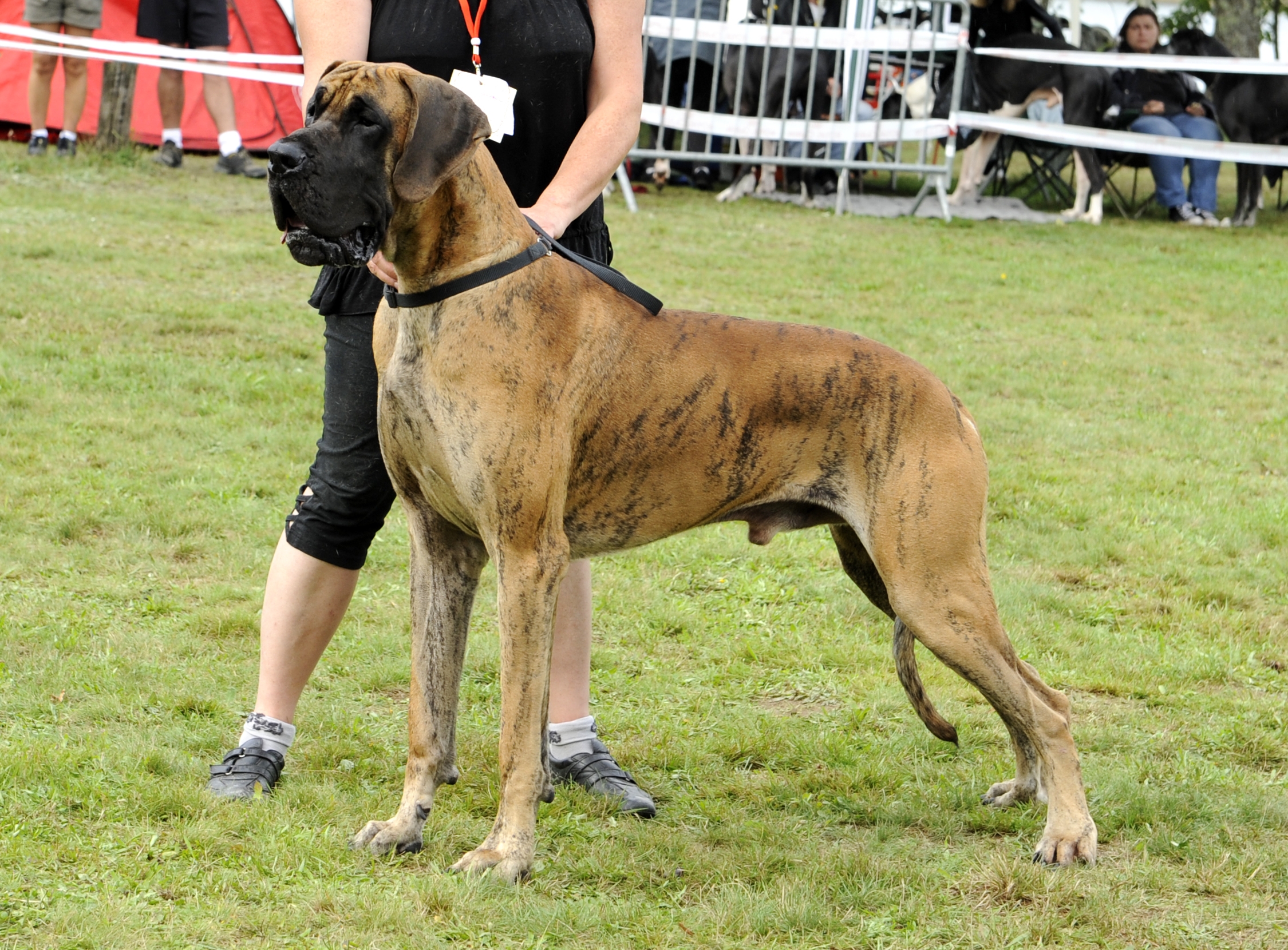 Le Caractere Du Dogue Allemand Societe Centrale Canine