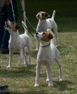 Ce Terrier Est Il Le Chien Qu Il Vous Faut Societe Centrale Canine