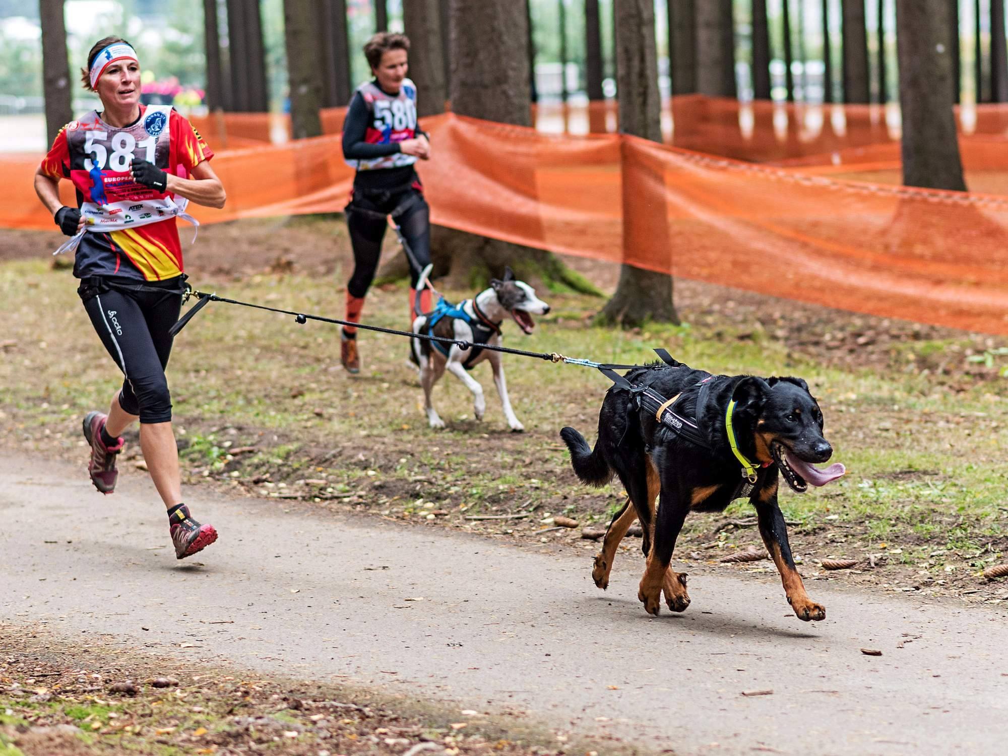 Le Canicross Société Centrale Canine