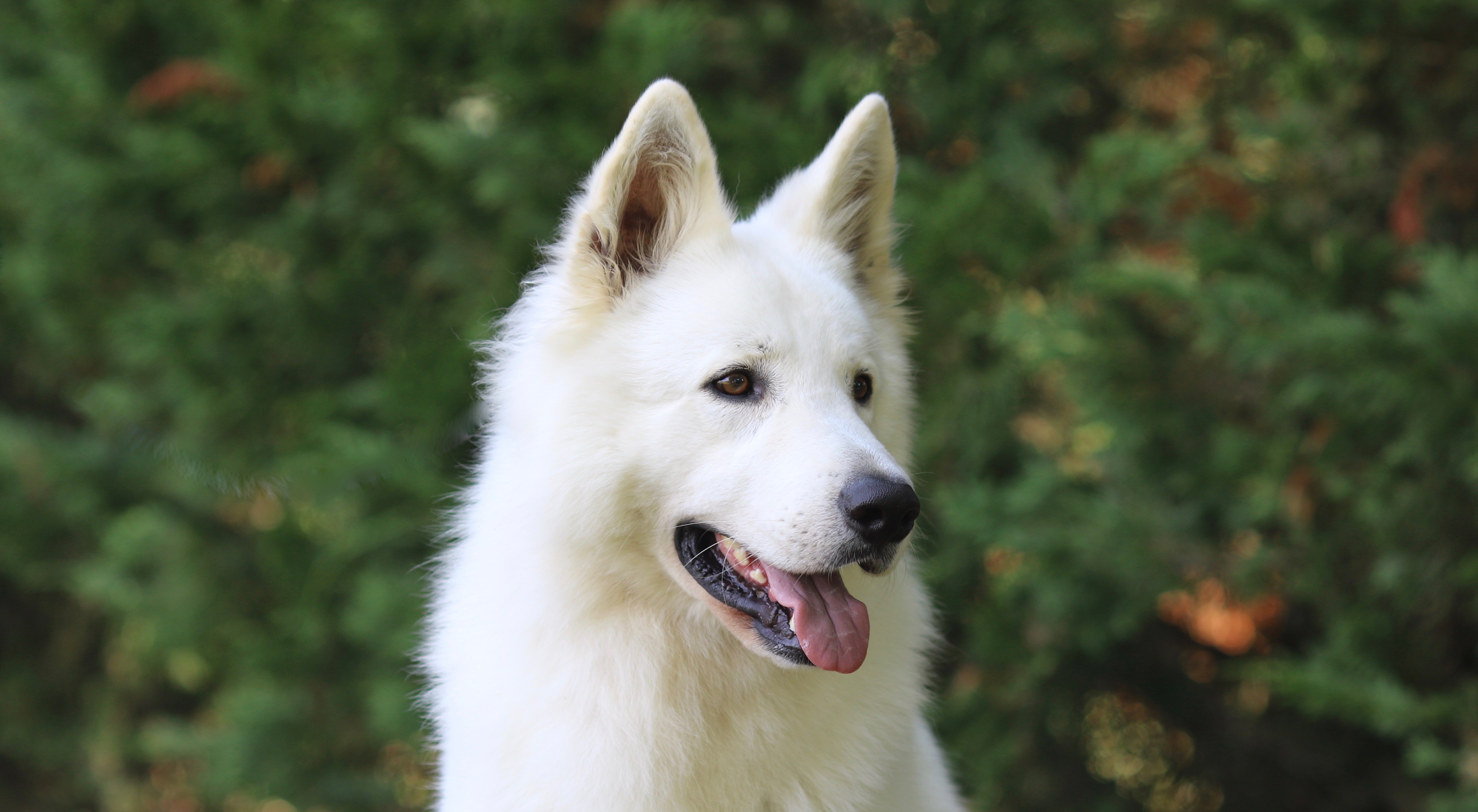 Spa Berger Blanc Suisse A Adopter Berger blanc suisse | Le berger blanc suisse est un chien d'une
