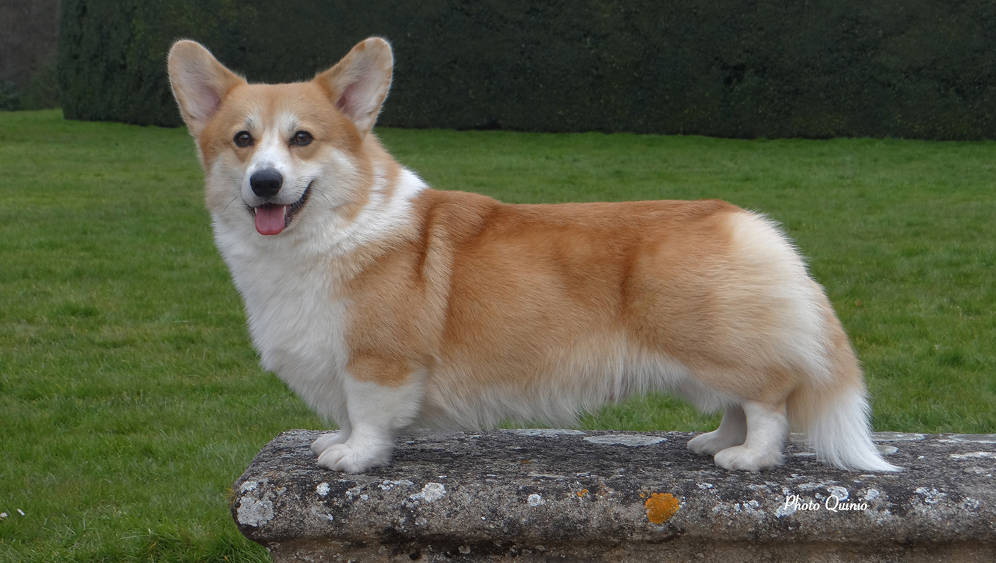Standard du Welsh Corgi Pembroke | Société Centrale Canine