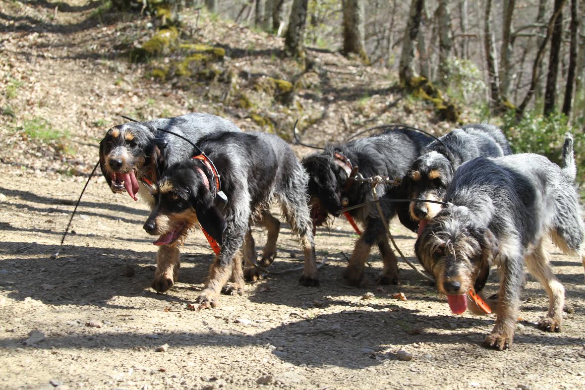 Griffon Bleu De Gascogne Sanglier à Vendre Mes Griffons Bleu | Société Centrale Canine