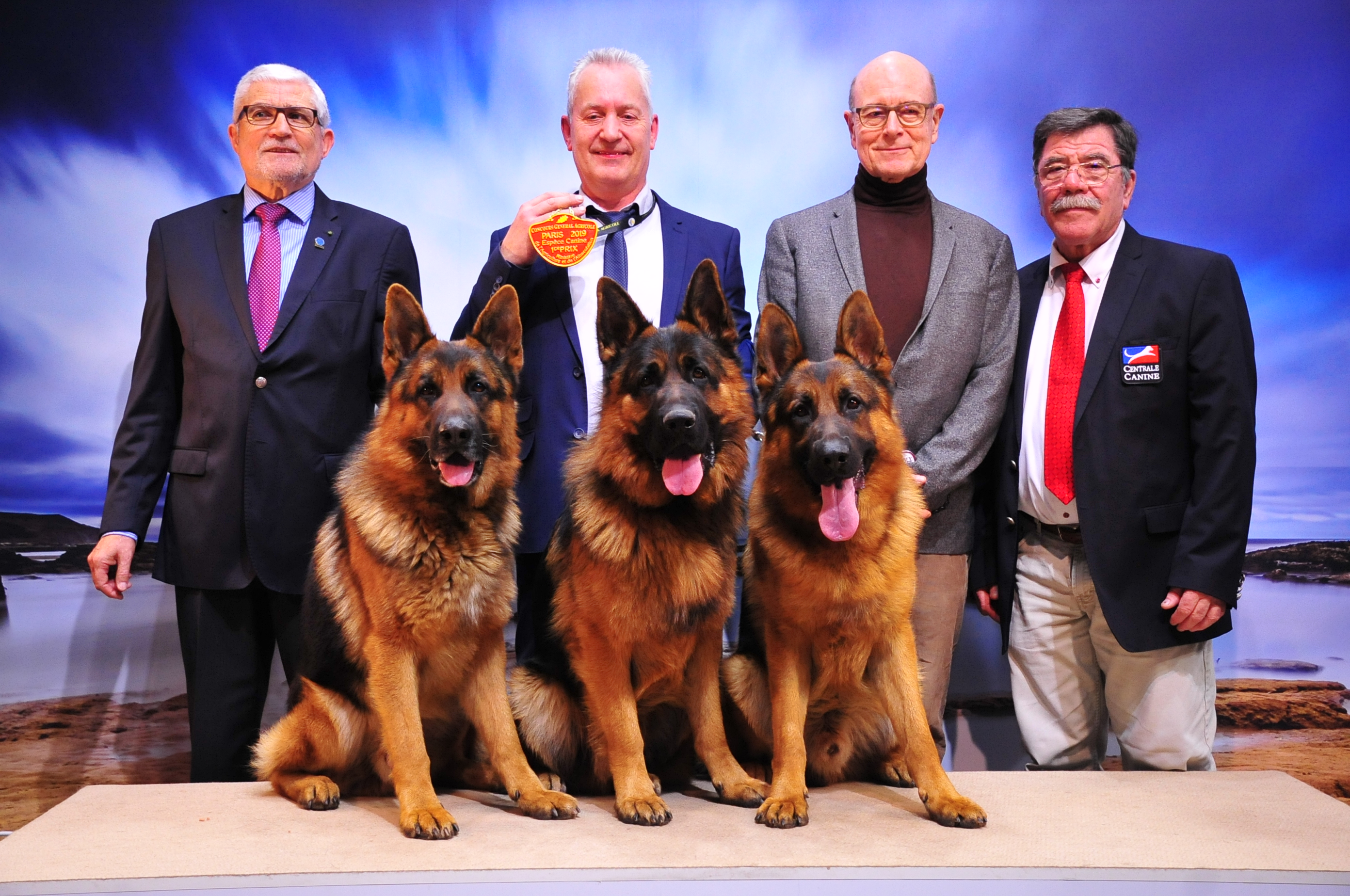 Club Du Chien De Berger Allemand Societe Centrale Canine