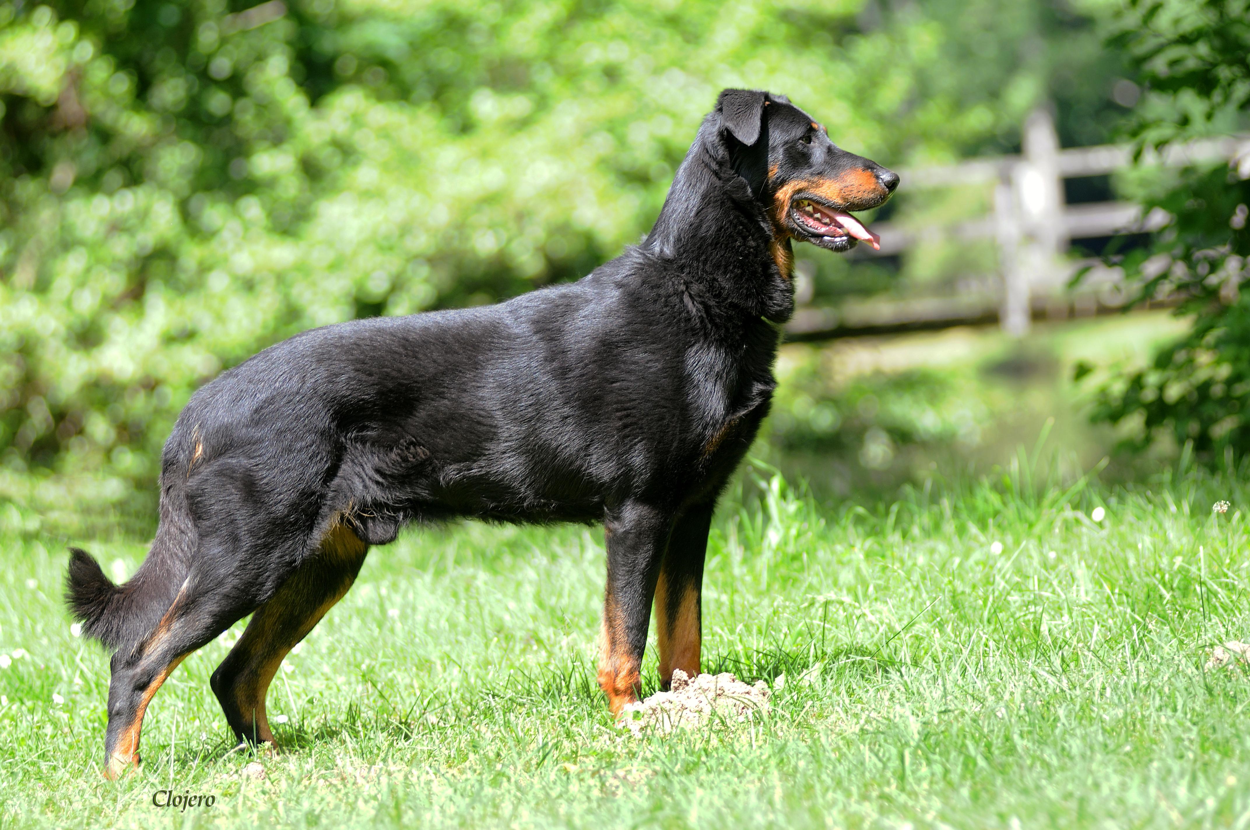 Chenil pour chien et alternatives de gardiennage de chien - Animal Futé