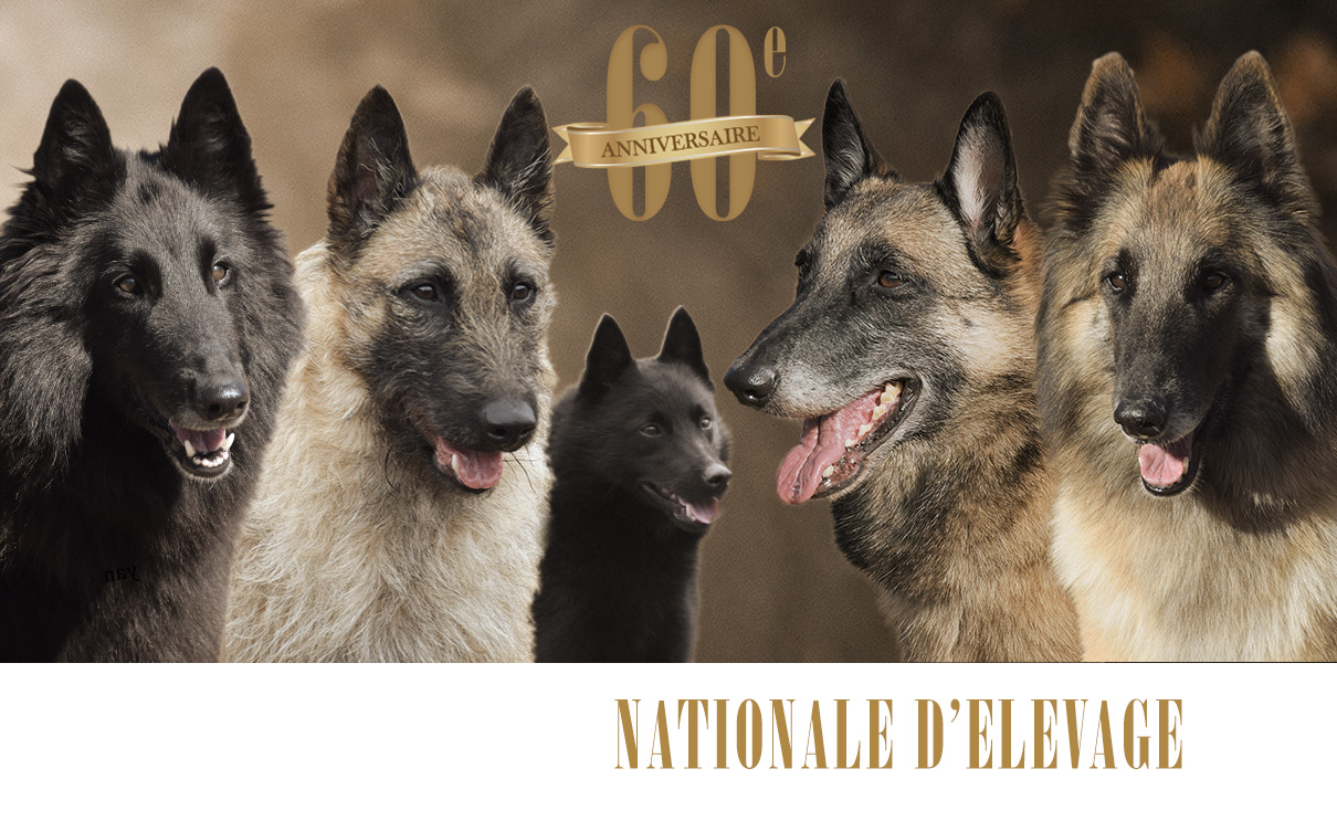 La Cotation Du Berger Belge Societe Centrale Canine