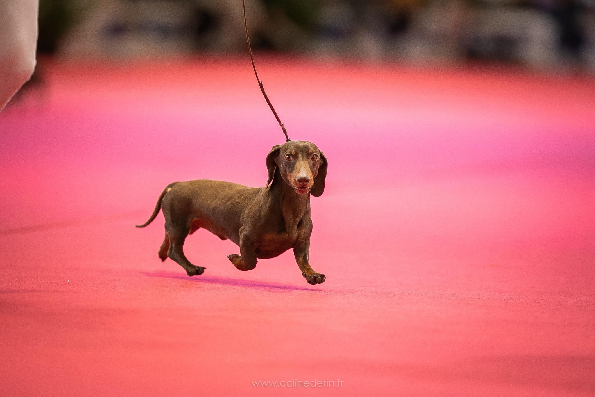 Les Expositions Canines Societe Centrale Canine
