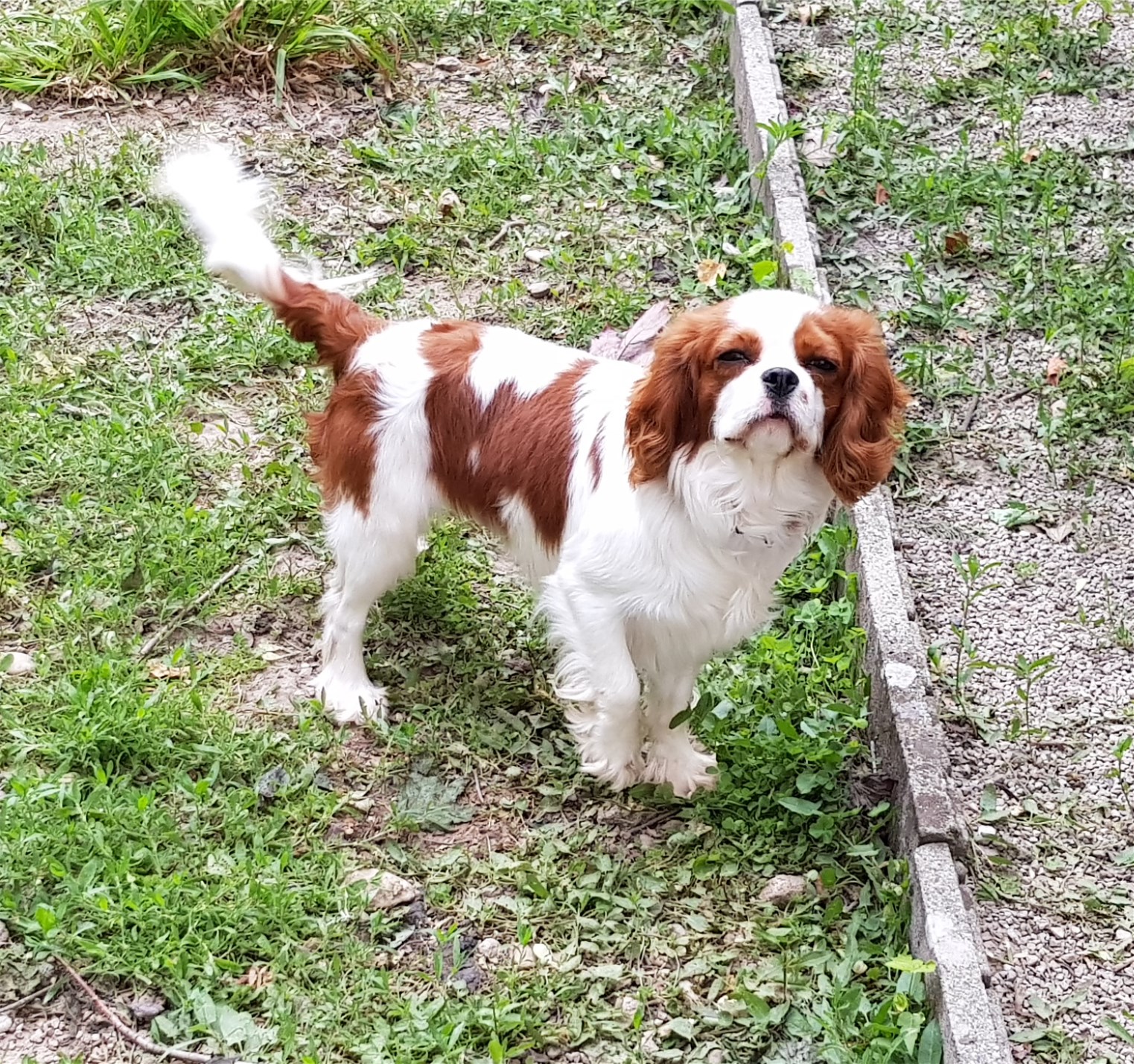 Elevage Des Princes De La Foret Noire Chien-7065056-250268501469747-OSCAR DES PRINCES DE LA FORET NOIRE | Société  Centrale Canine