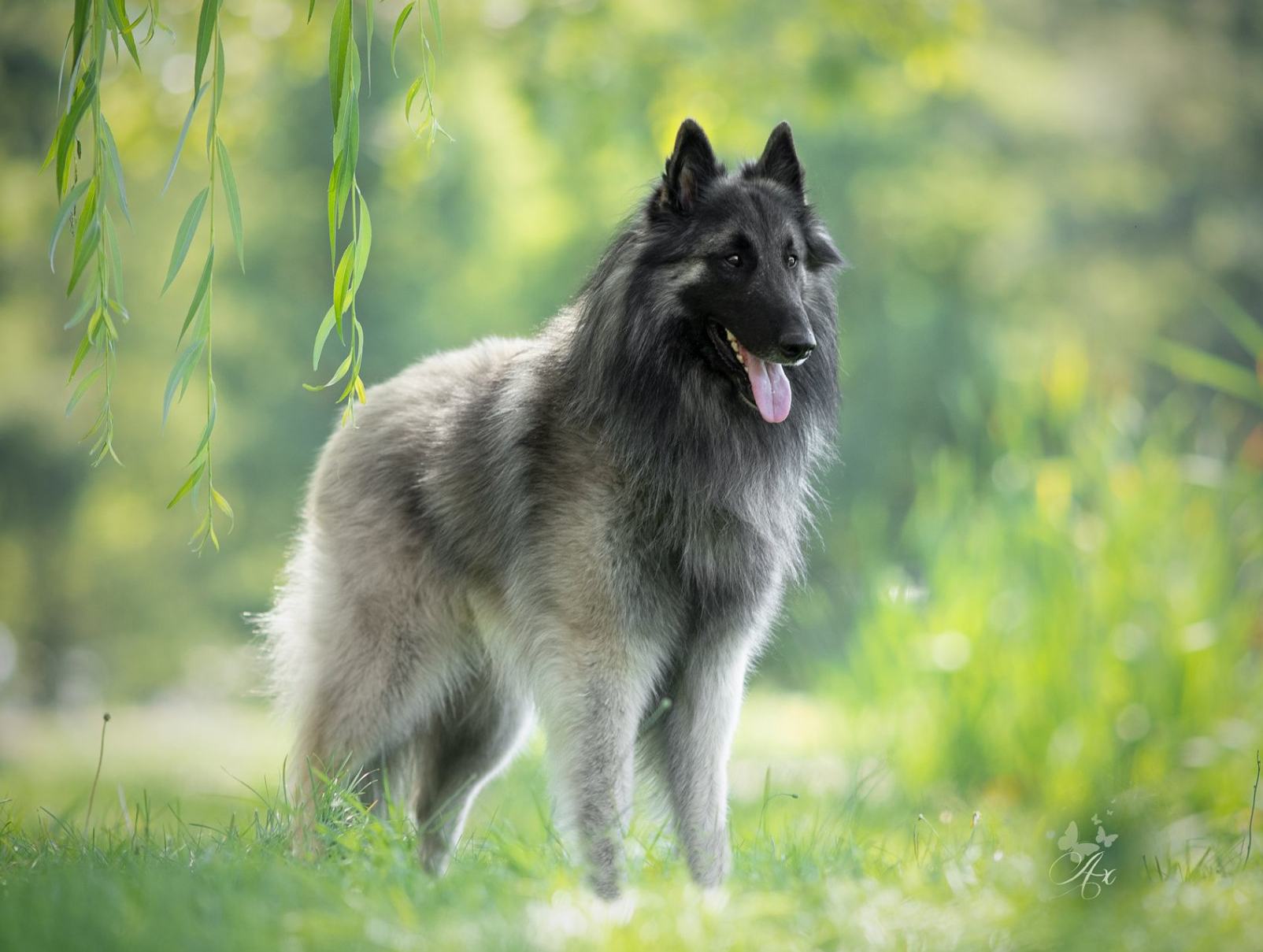 Playboy De La Belgerie Pedigree Societe Centrale Canine