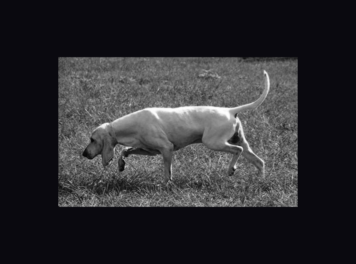 Histoire Deux Mots Sur Le Porcelaine Societe Centrale Canine