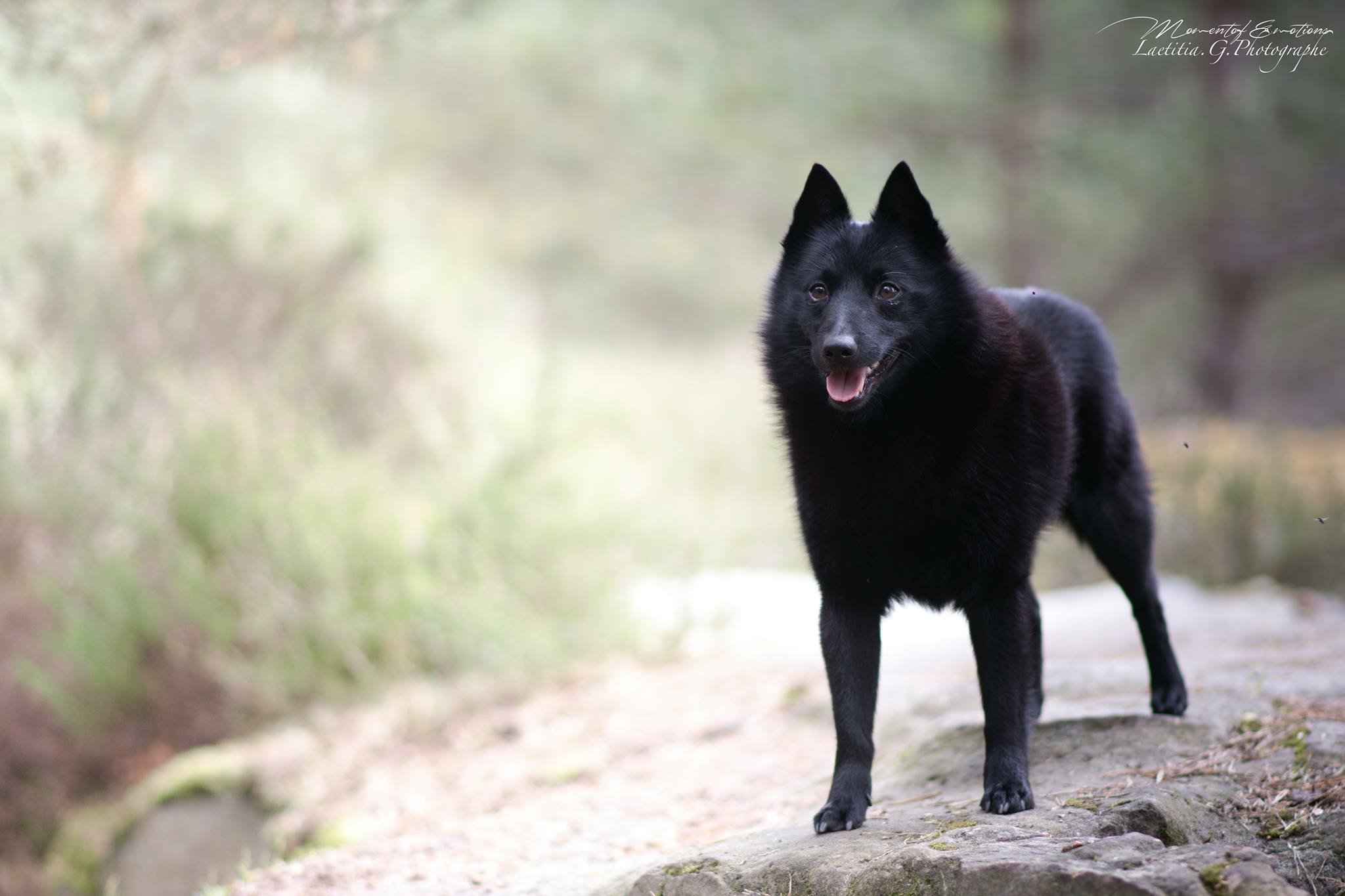 Du Mas de Valaurine | Société Centrale Canine