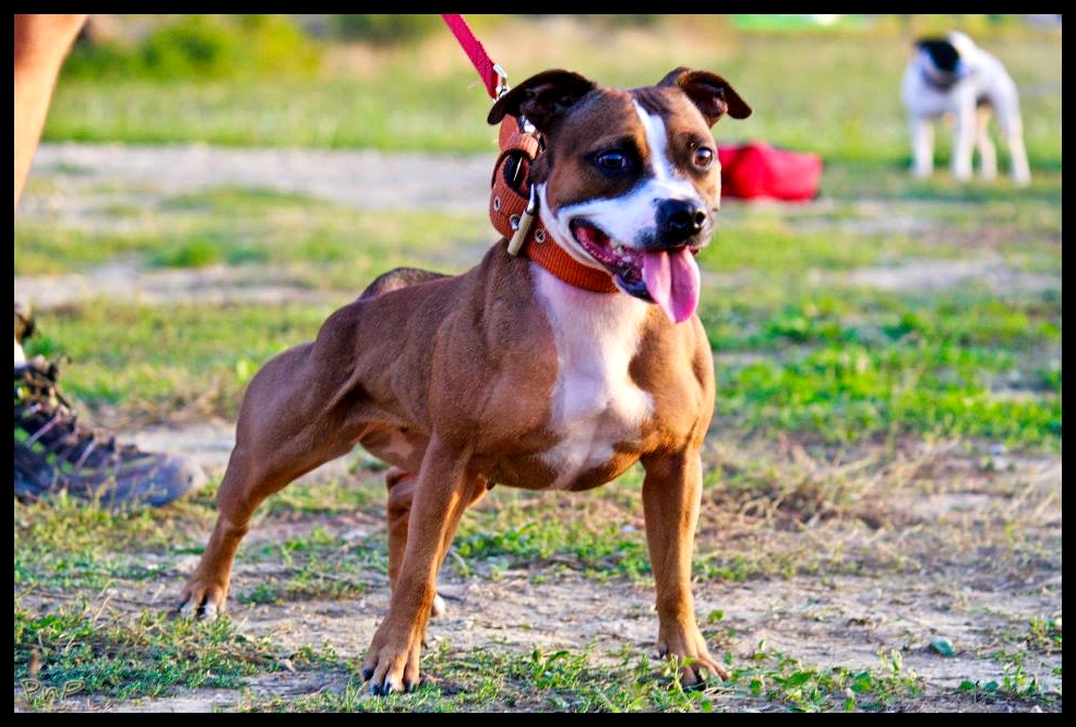 Quinlent staffordshire sales bull terriers