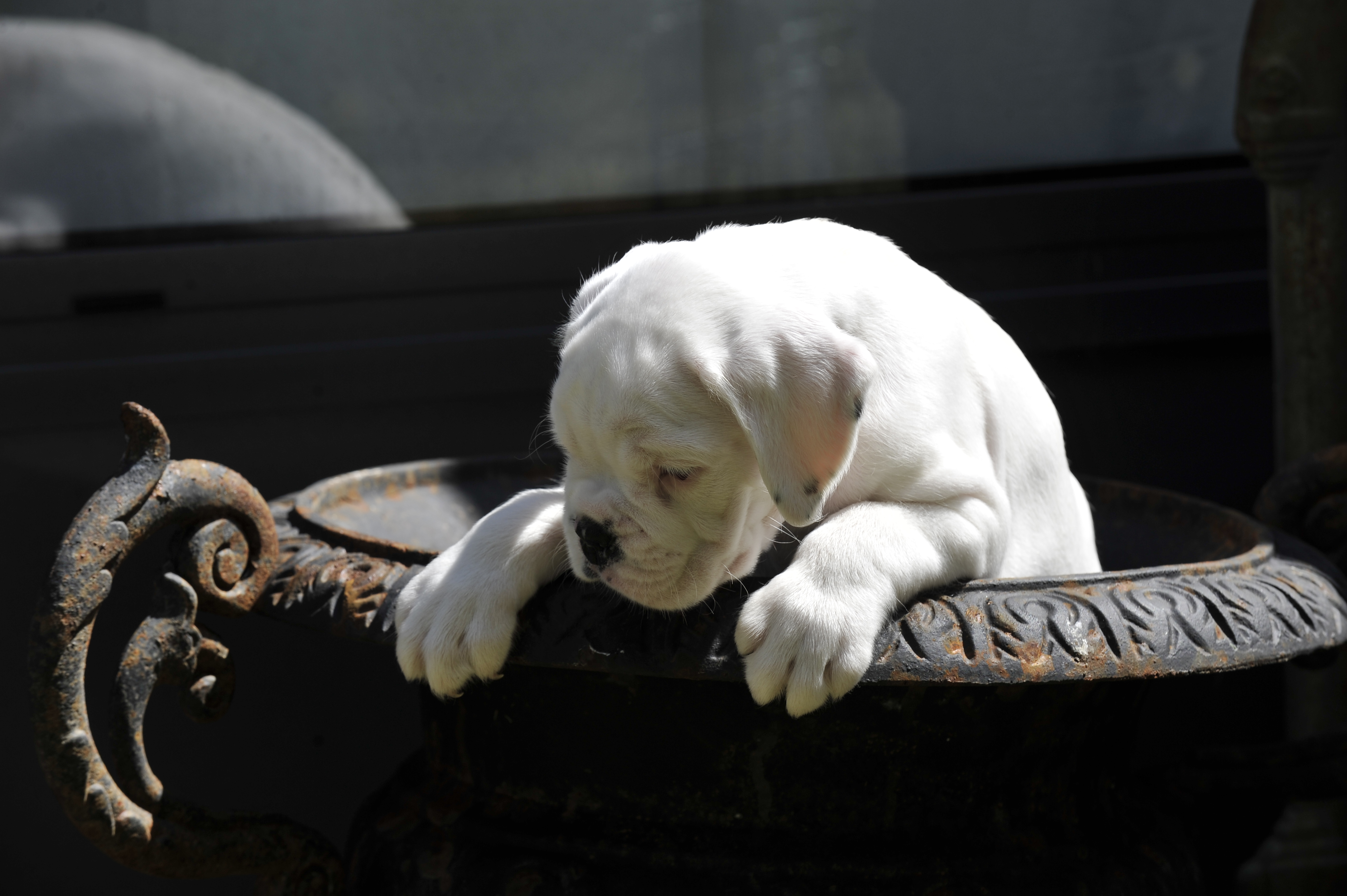 Interdiction de laisser son chien attaché devant un magasin en