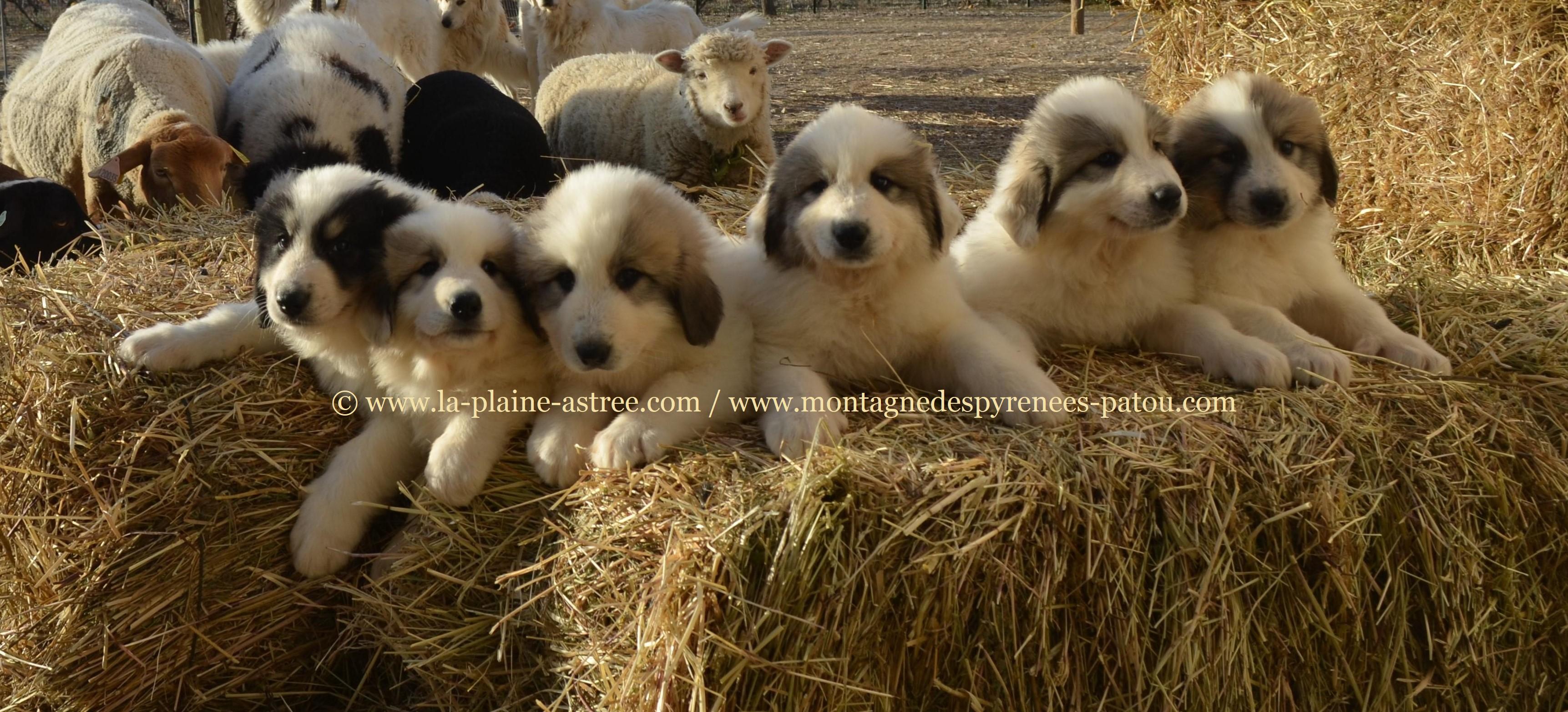 Nos Chiots Patou A Reserver Societe Centrale Canine