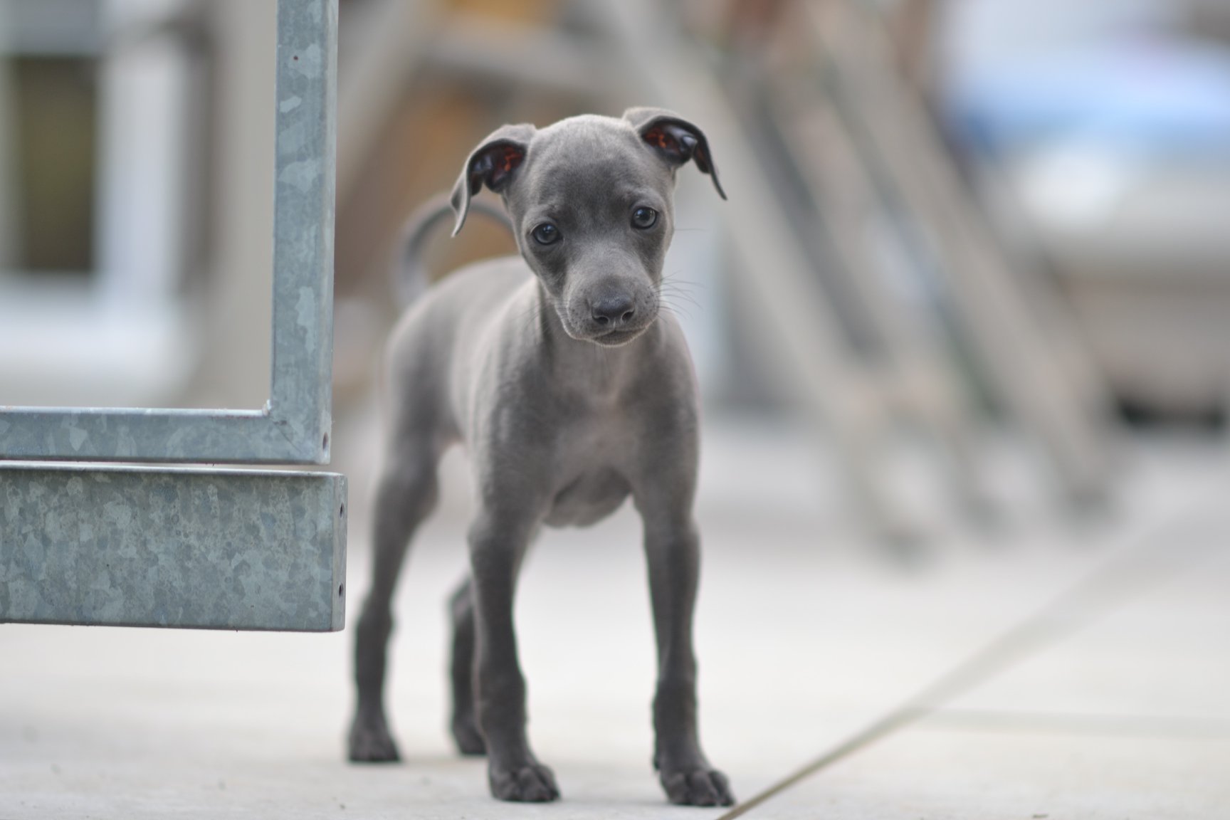 Le Pli Est Il Le Chien Qu Il Vous Faut Societe Centrale Canine