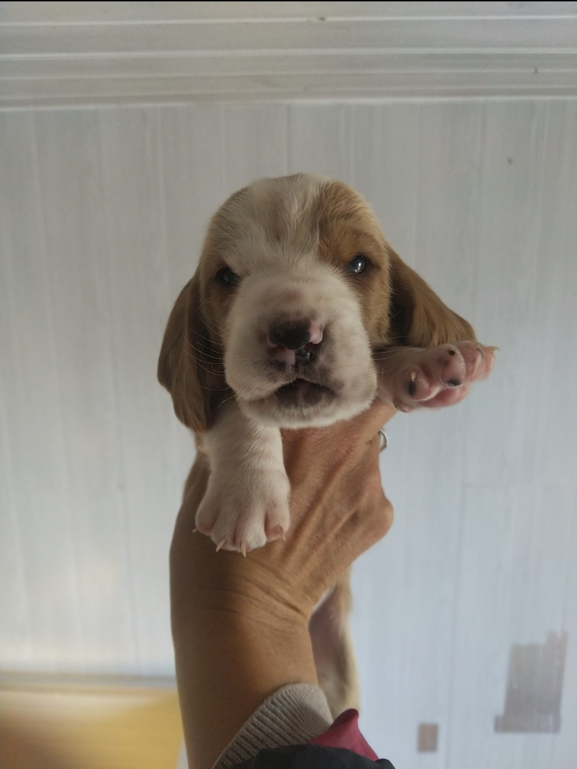 Nouvelle race dans l'élevage Société Centrale Canine