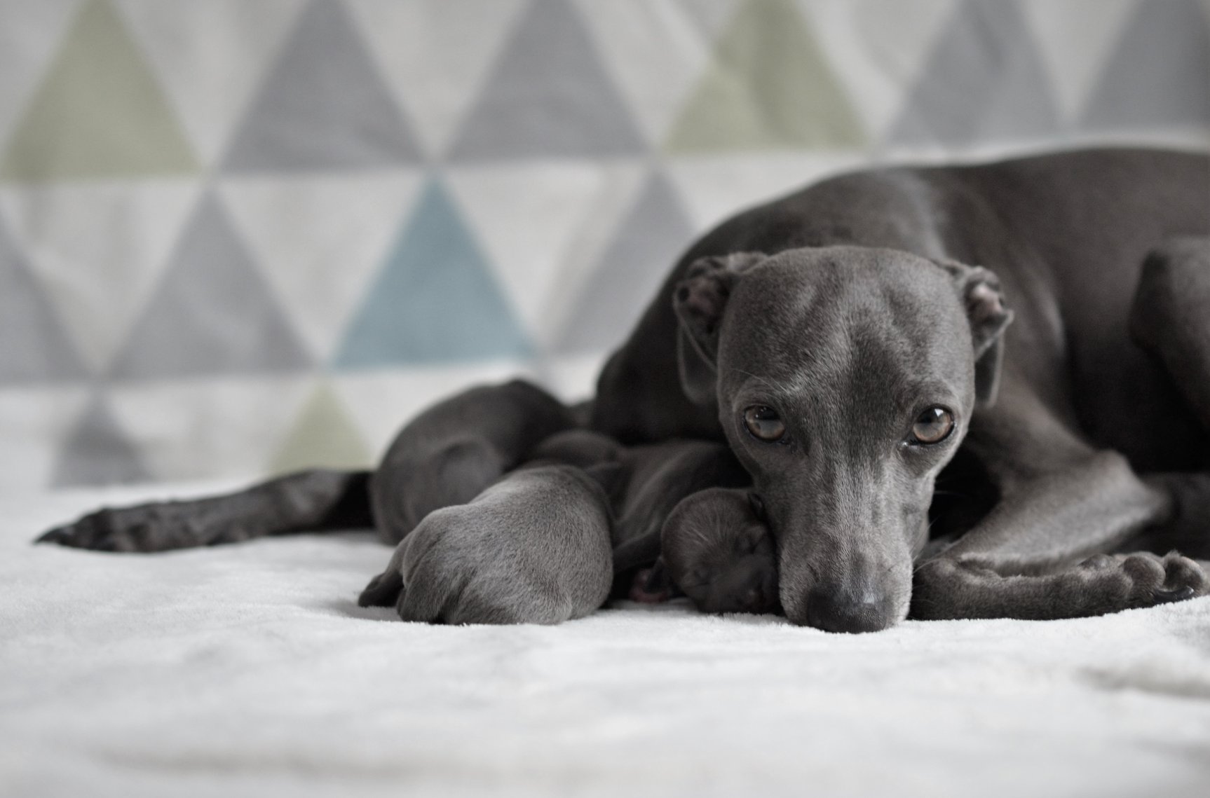 PLI LOF ou PLI NON LOF là est la question !  Société Centrale Canine