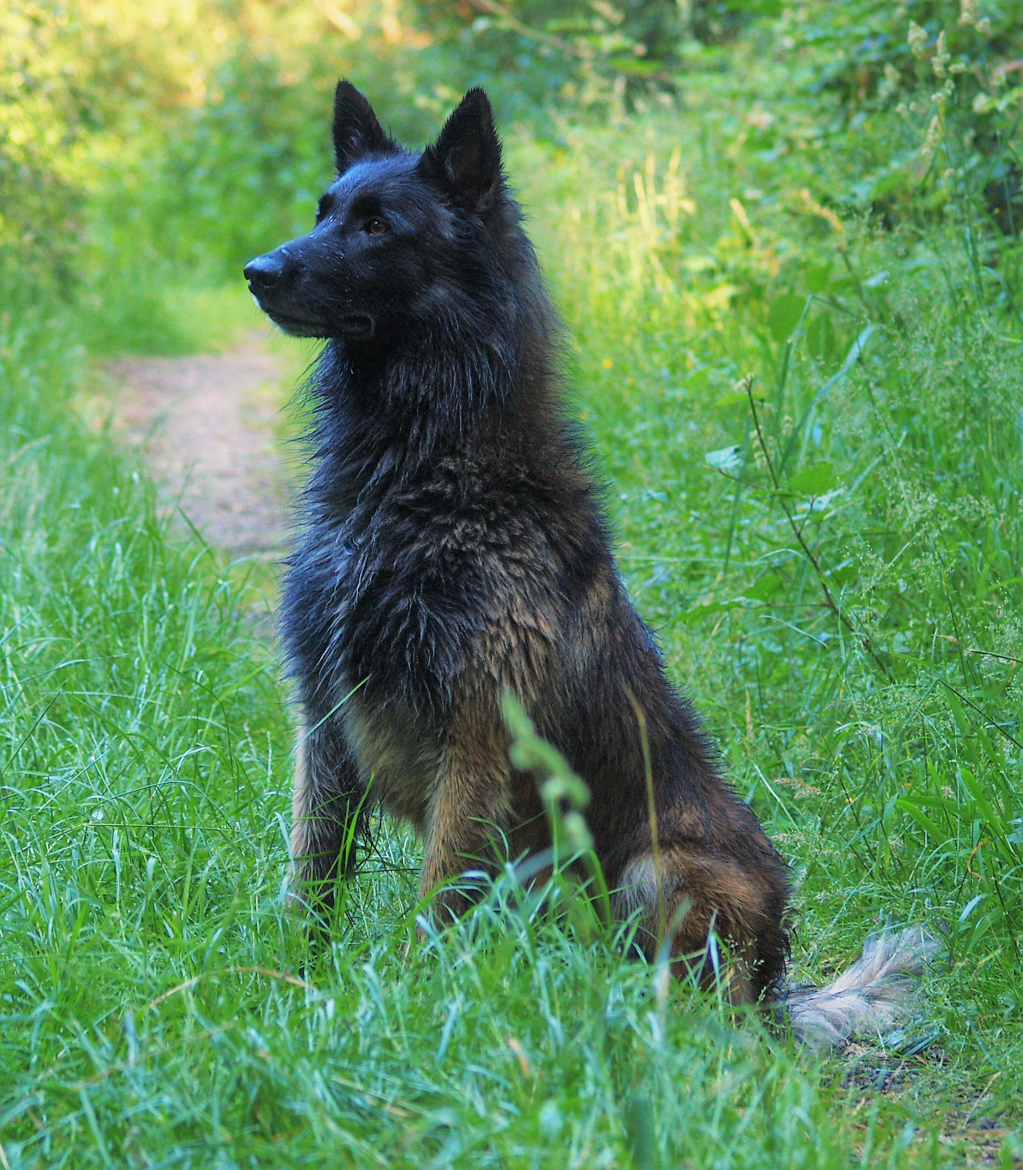 Chien6481345 Société Centrale Canine
