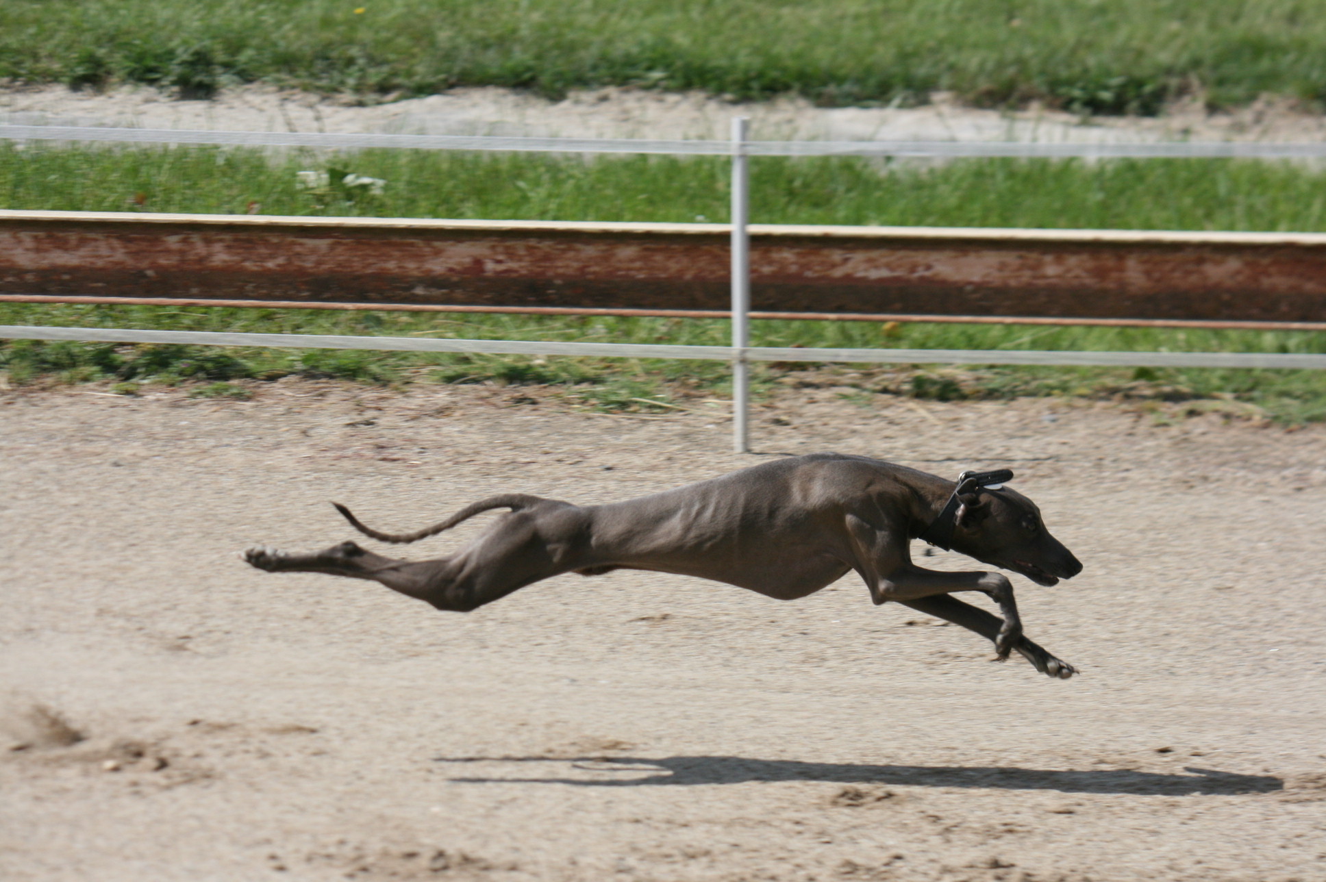 le-test-d-aptitudes-naturelles-tan-soci-t-centrale-canine